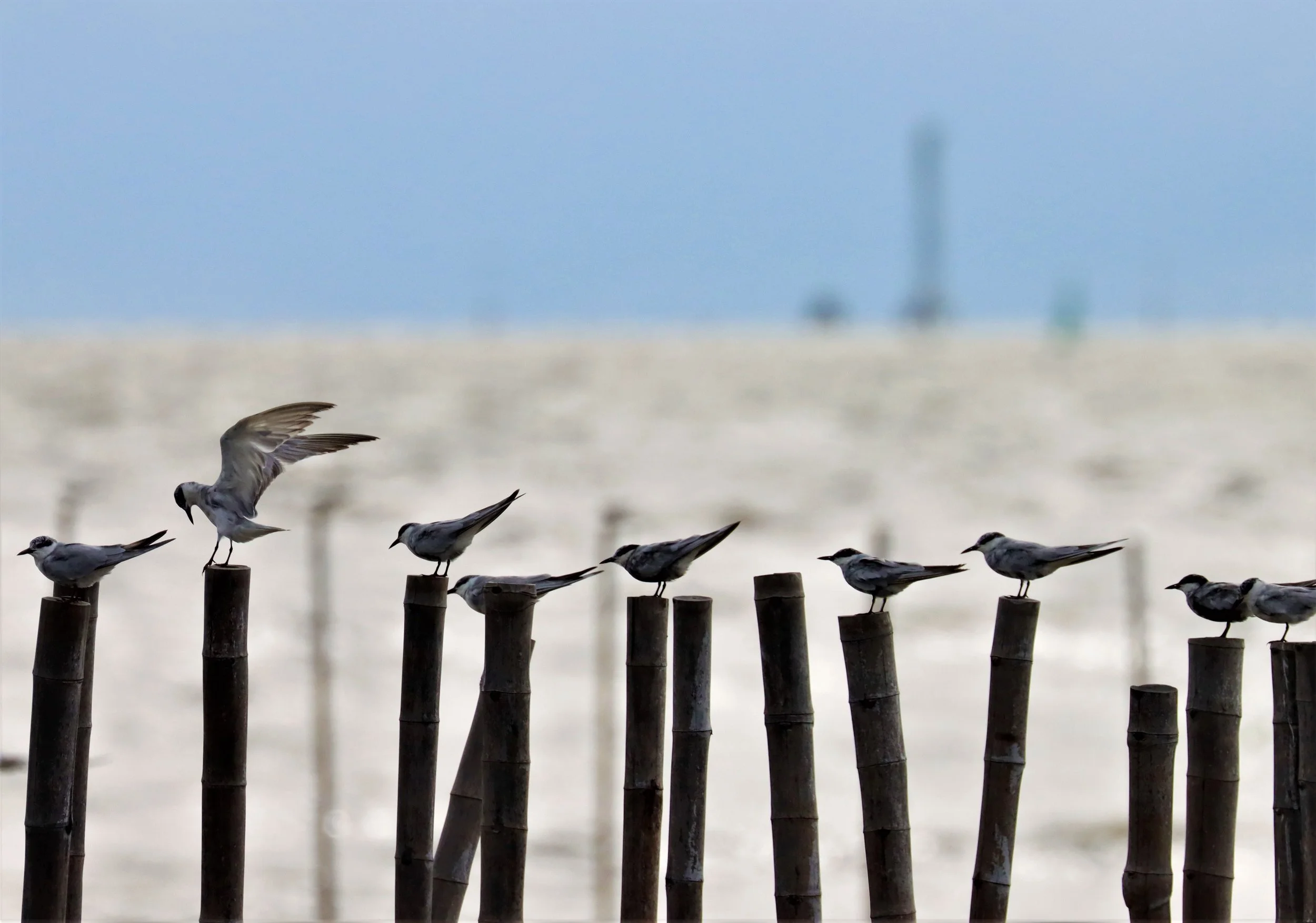 TERN - WHISKERED TERN - Chlidonias hybridus - BANG PU SEPT 22 2021 (5).jpg