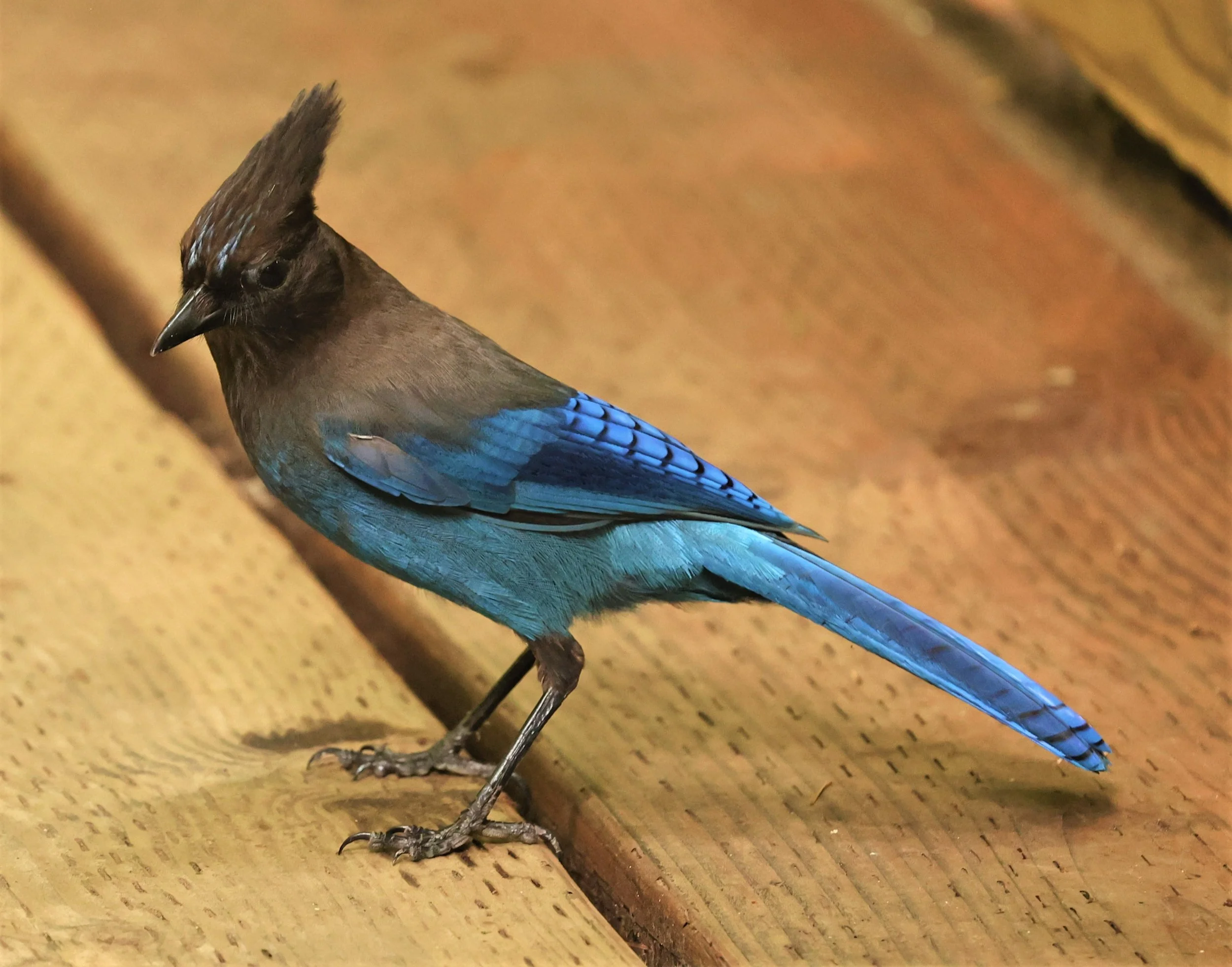 Cyanocitta stelleri - STELLER'S JAY - MUIR WOODS NATIONAL PARK CALIFORNIA JULY 2022 (13).jpg