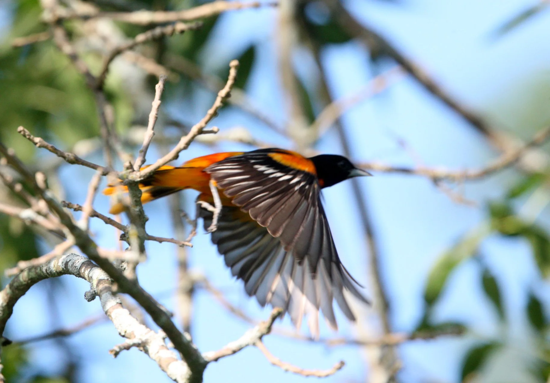 Baltimore Oriole (Icterus galbula) McKee Marsh Illinois (1).JPG