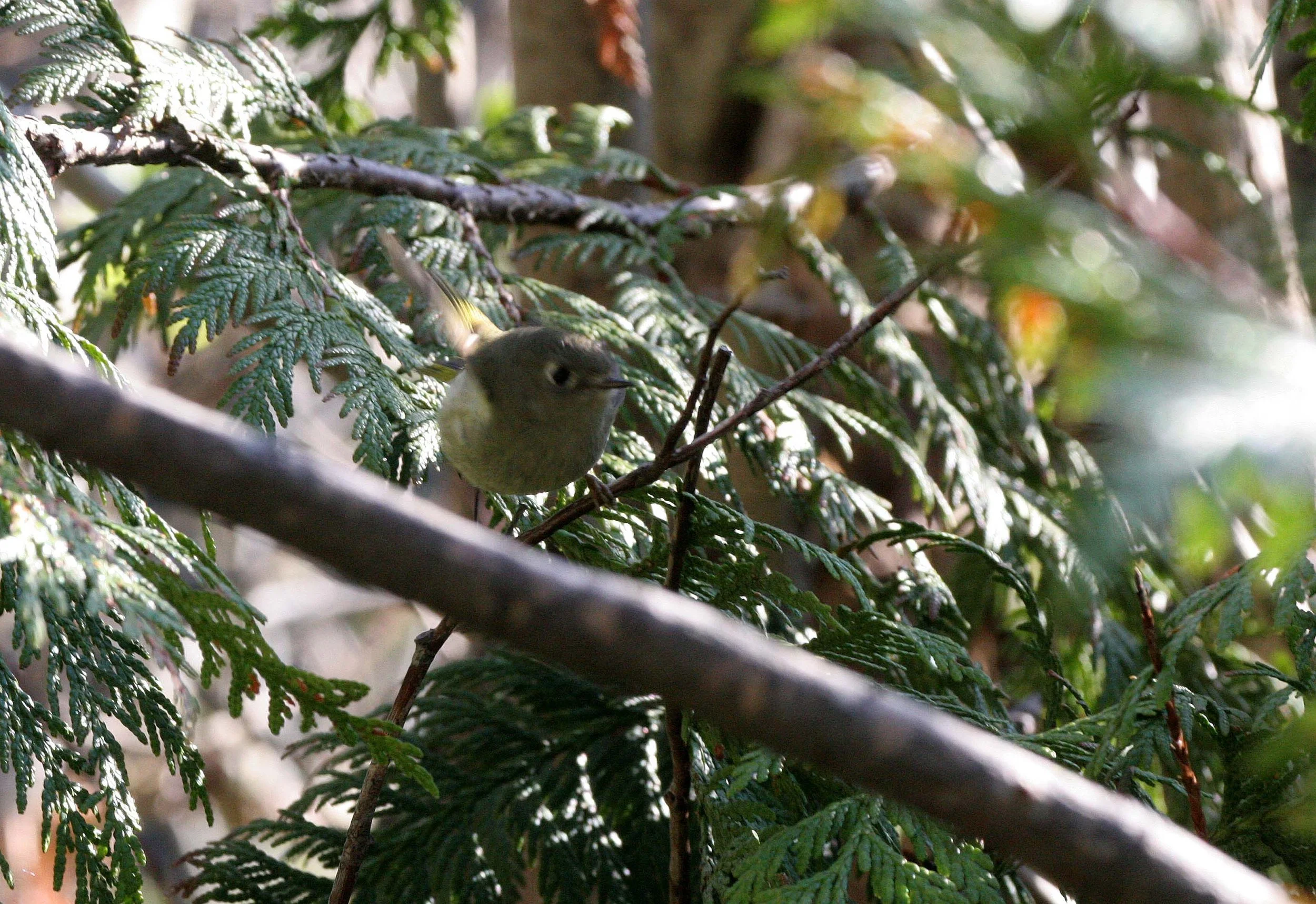 Hutton's Vireo (Vireo huttoni) Lake Farm Olympic Peninsula Washington (18).jpg