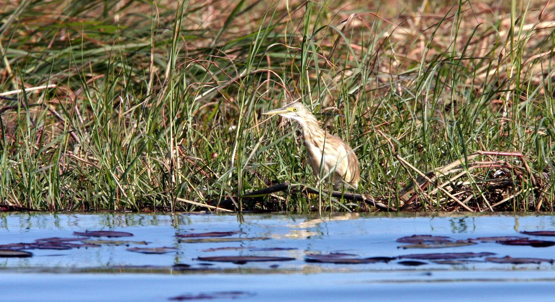 HERON - SQUACCO HERON - Ardeola ralloides - CHOBE NATIONAL PARK BOTSWANA (54).JPG