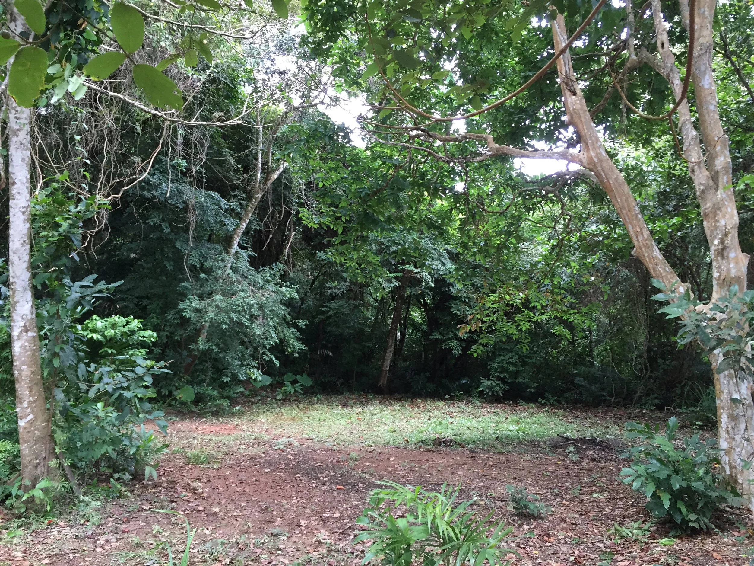 2015 Koh Lanta Garden & Nature (179).JPG