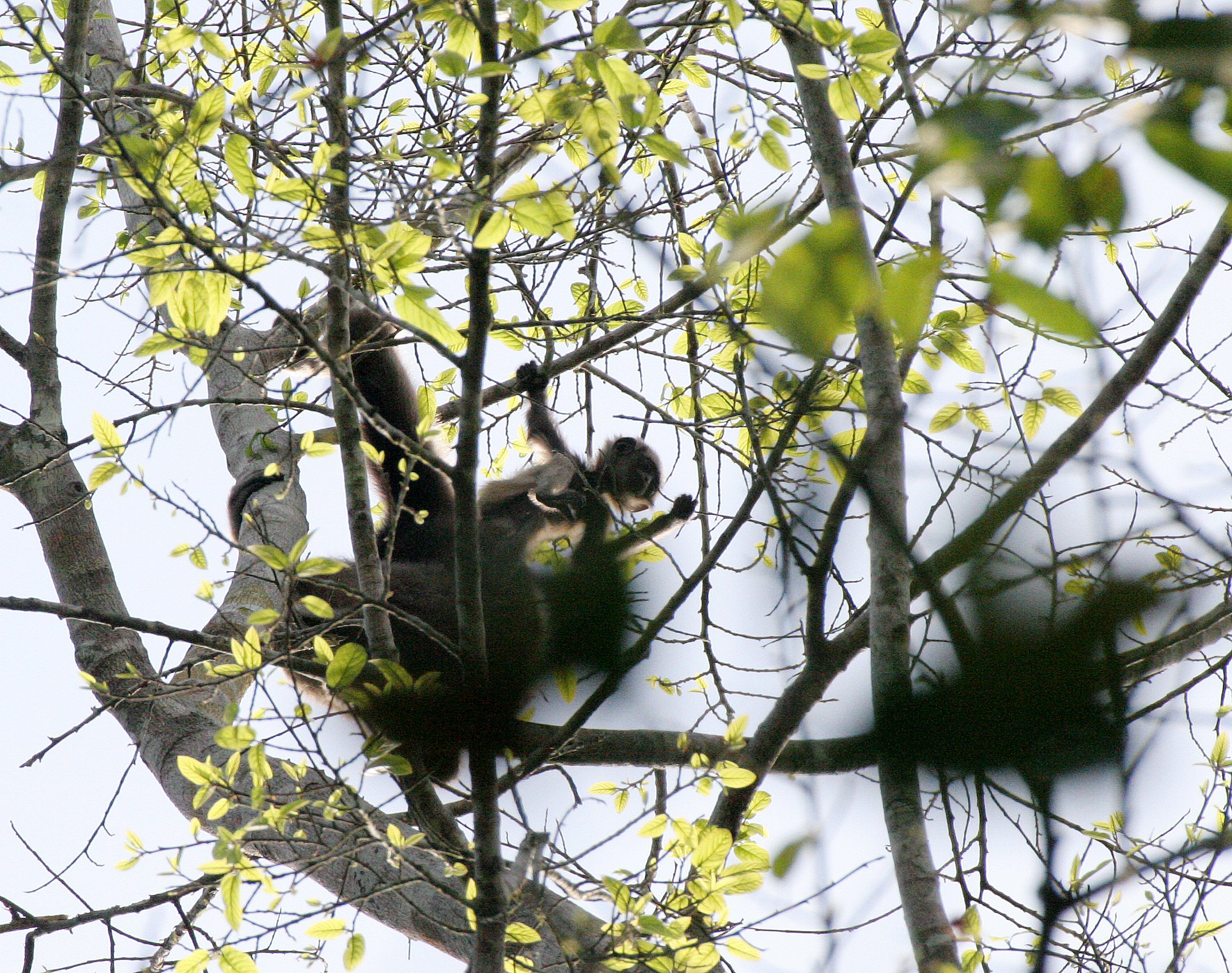 HYLOBATIDAE - Hylobates muelleri - MUELLER'S (GRAY) GIBBON - TABIN WILDLIFE RESERVE  (100).JPG