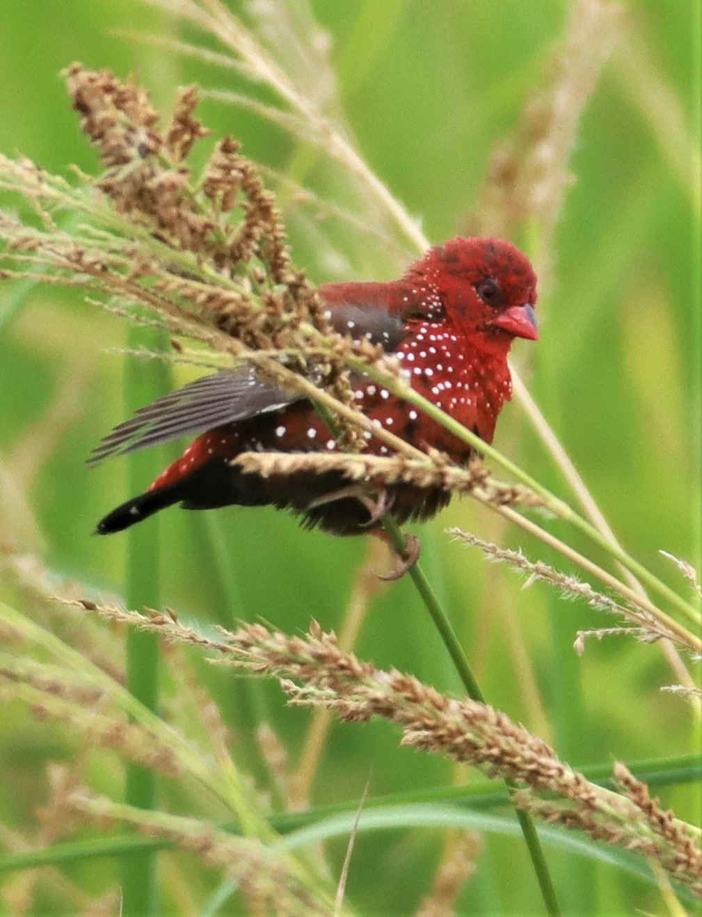 RED AVADAVAT - Amandava amandava - LAD KRABANG  THAP YAO RICE FIELDS AUGUST 14 2021 (24).jpg