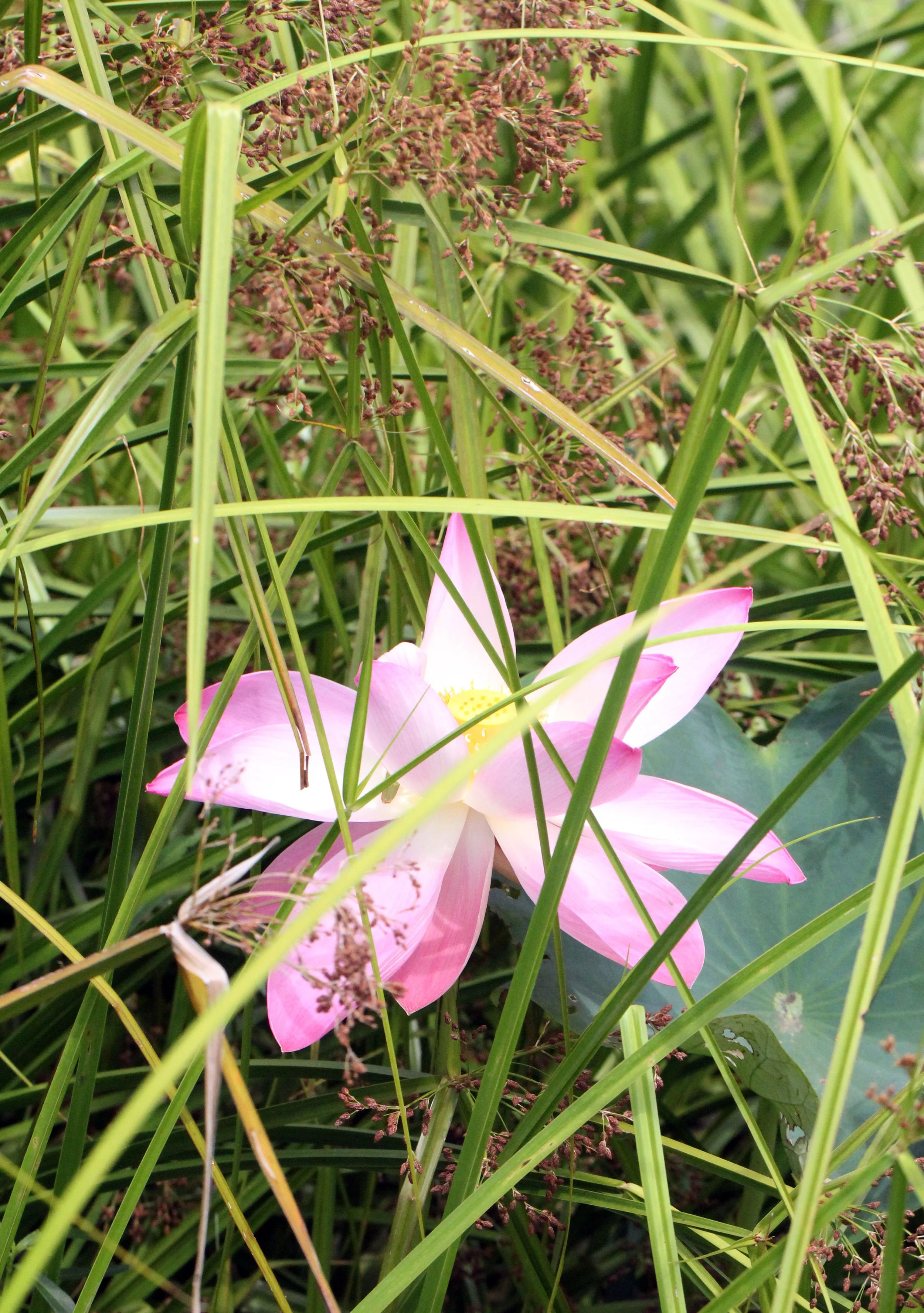 2014 Koh Kret Nonthaburi Bike Ride (122).JPG