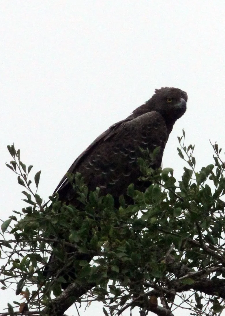 Polemaetus bellicosus - MARTIAL EAGLE - MURCHISON FALLS NATIONAL PARK UGANDA (12).JPG