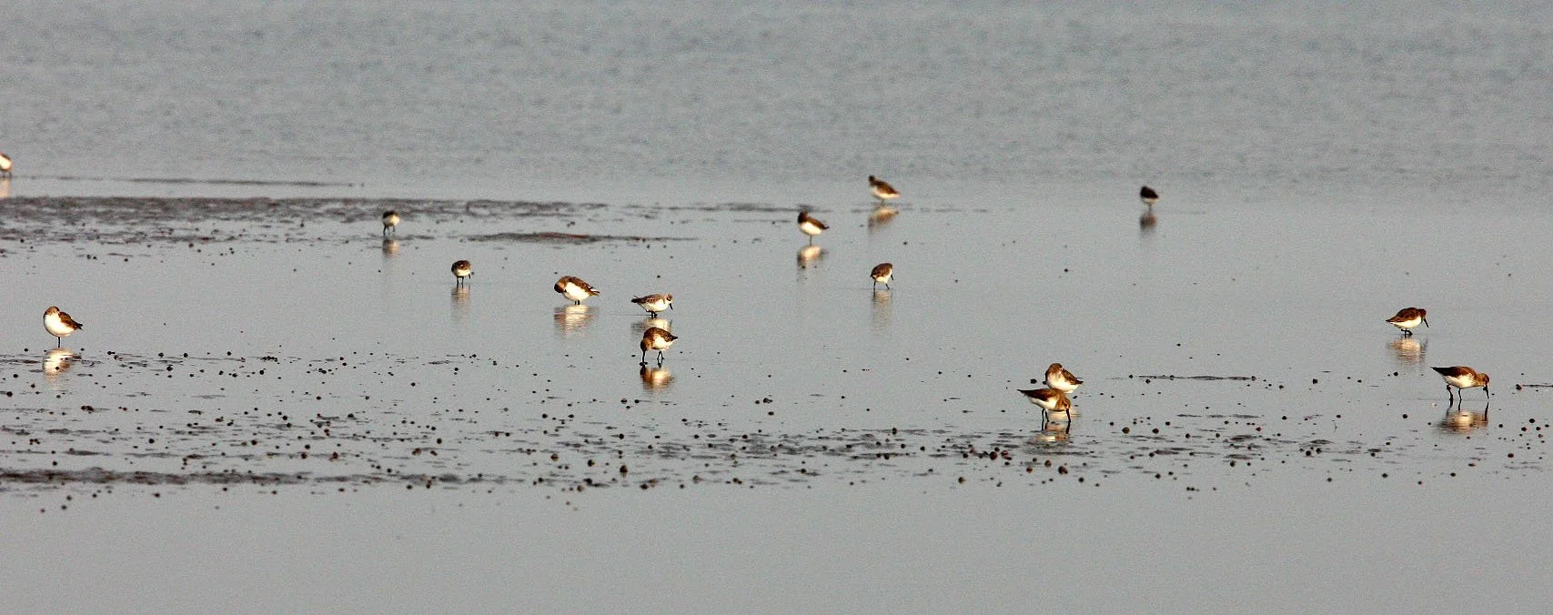 BIRD - DUNLIN - NANKOU, RUDONG, CHINA (9).JPG