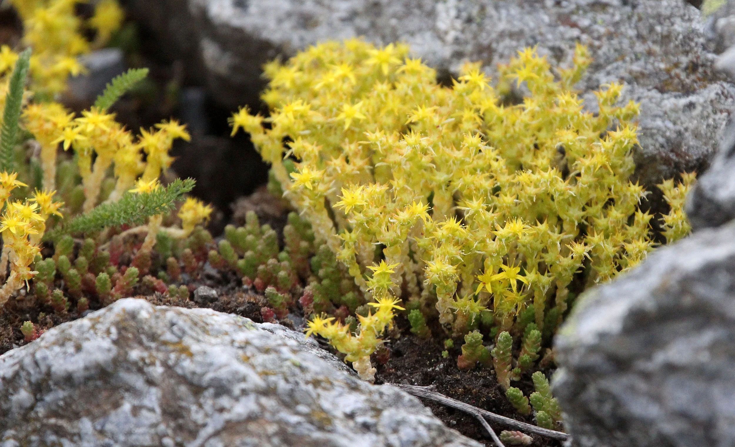 STELVIO NATIONAL PARK ITALY (149).JPG