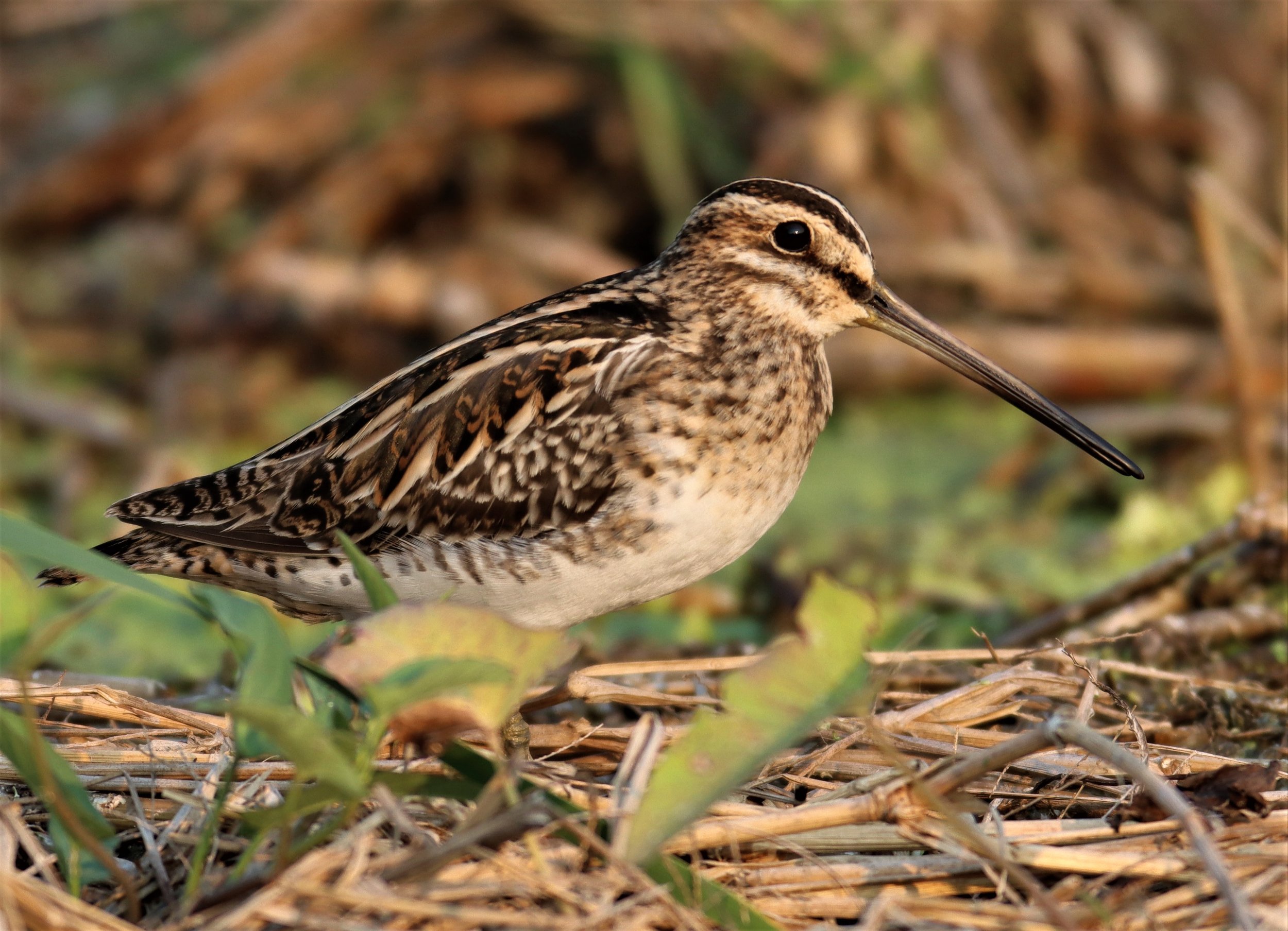 SNIPE - COMMON SNIPE - Gallinago gallinago - LAT KRABANG WETLANDS NEAR BKK (100).jpg
