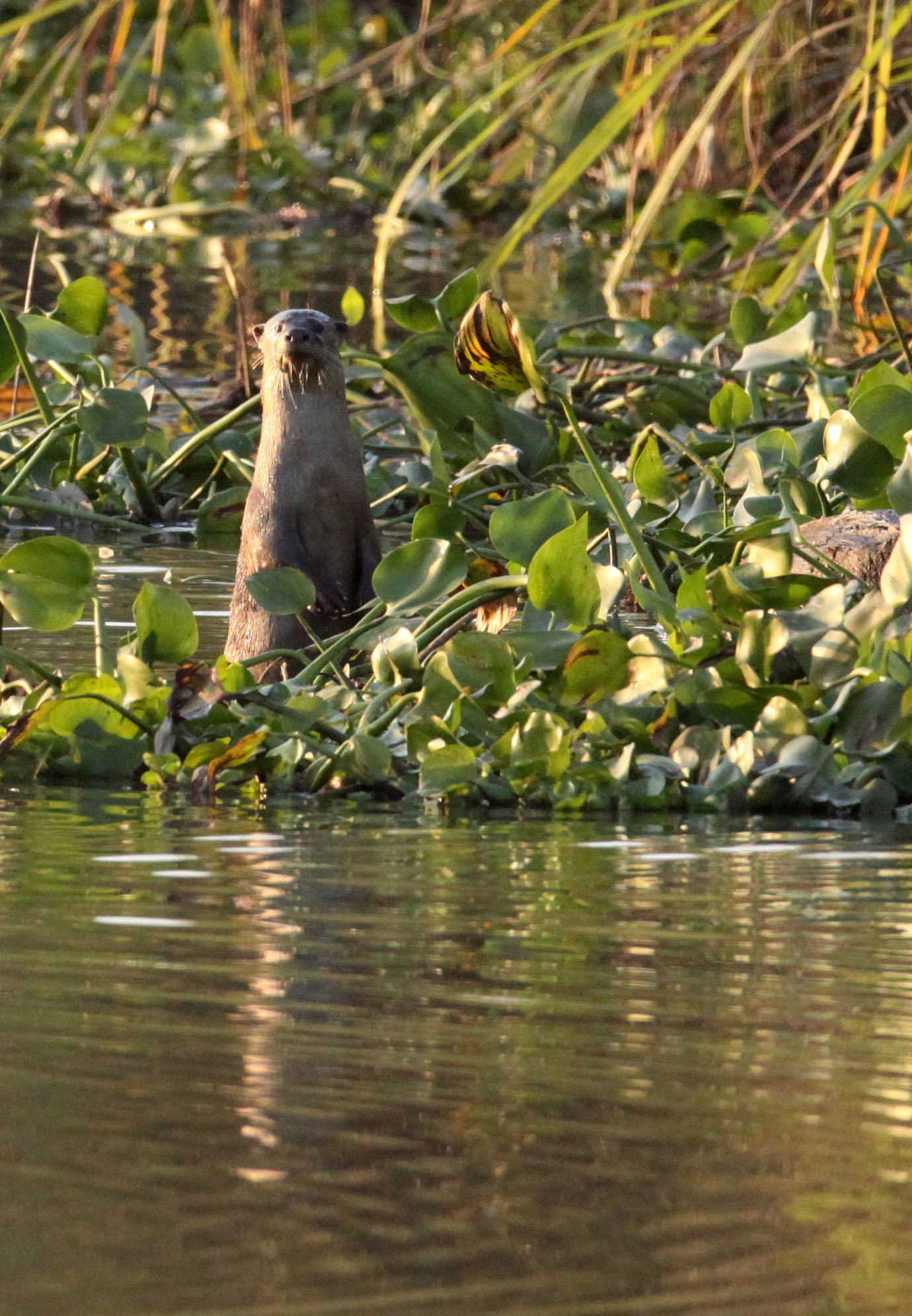 Lutrogale perspicillata perspicullata - (INDIAN) SMOOTH-COATED OTTER - KAZIRANGA NATIONAL PARK ASSAM INDIA (17).JPG