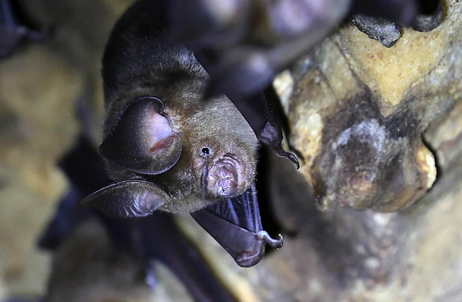 Horsfield’s Leaf-nosed Bat (Hipposideros.larvatus) Wat Tham Sila Thong Temple Pak Chong Thailand near Khao Yai (26).jpg