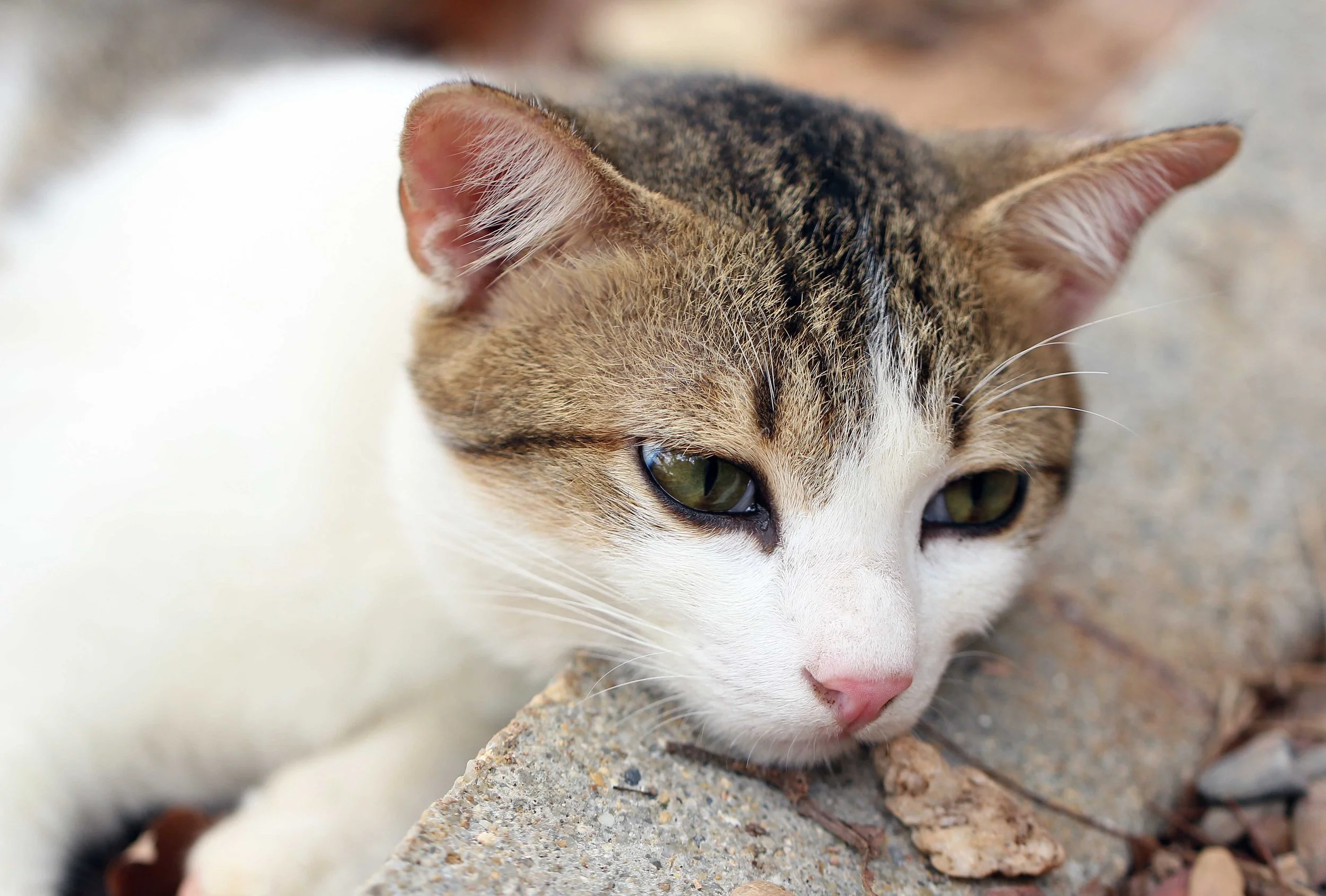 2015 Koh Lanta Songkran with friends from ISB (411).JPG
