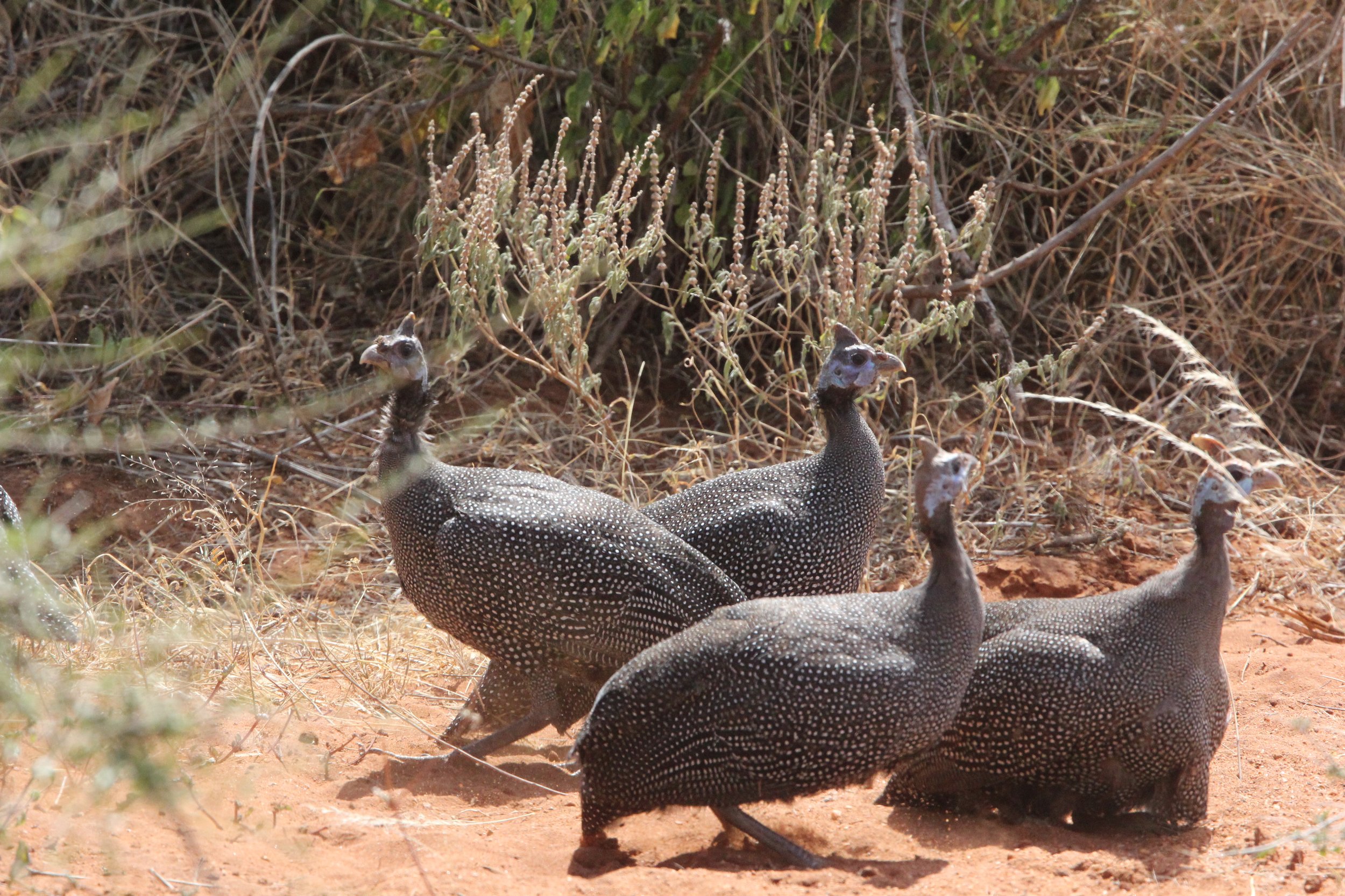 BIRD - GUINEAFOWL - HELMETED GUINEAFOWL - SAMBURU NATIONAL PARK KENYA (4).JPG