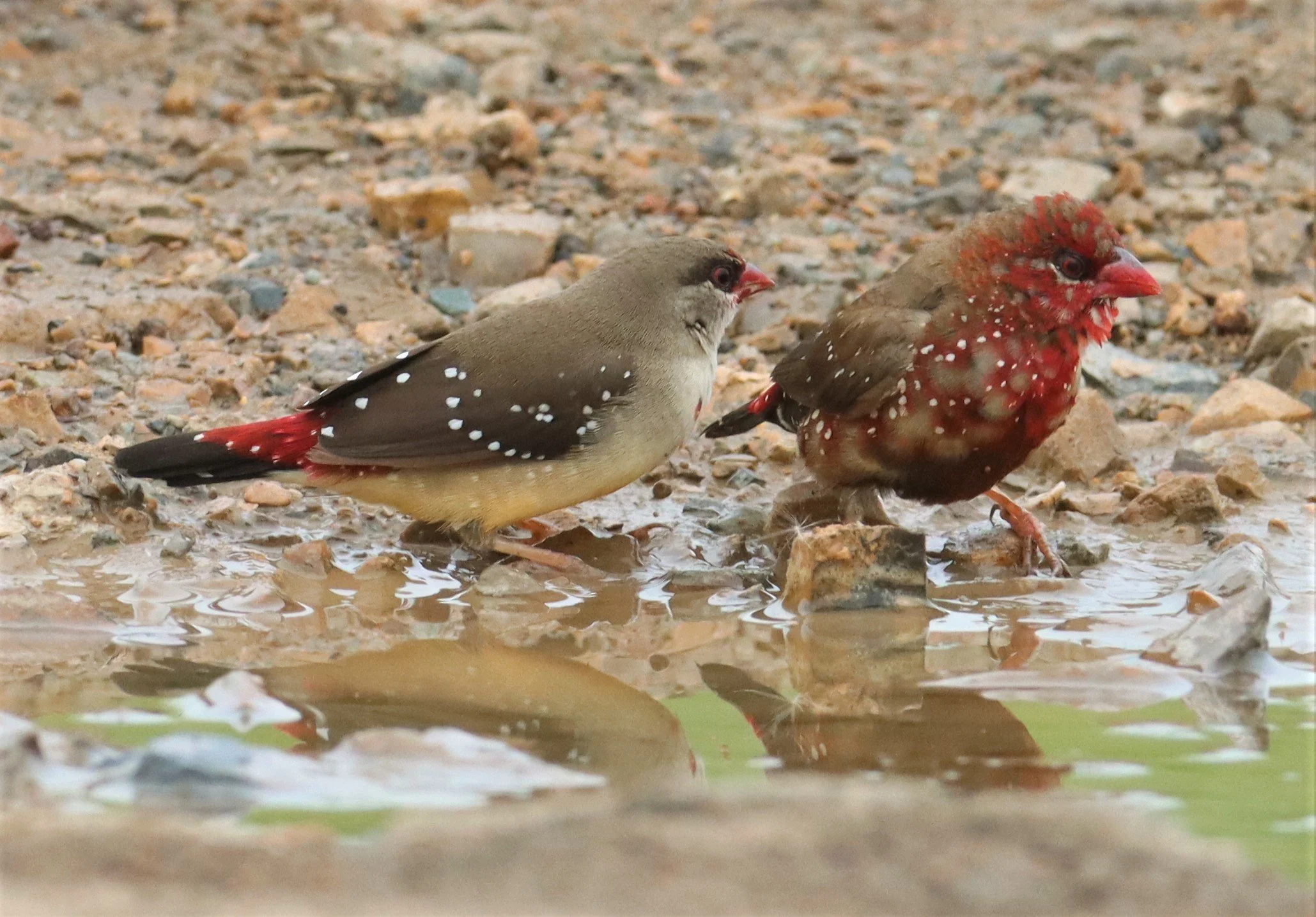 RED AVADAVAT - Amandava amandava - THAP YAO RICE FIELDS LAT KRABANG (142).jpg