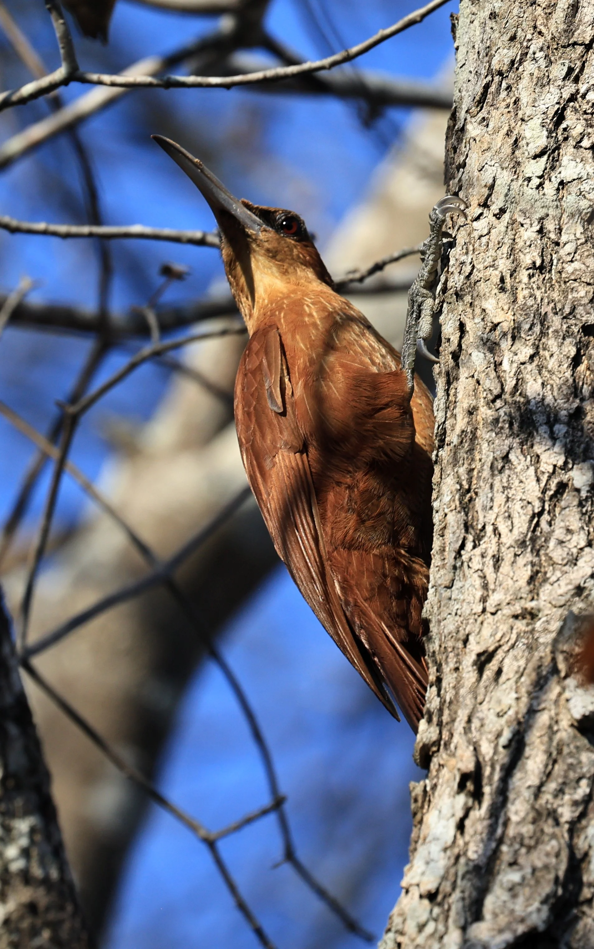 Great Rufous Woodcreeper (Xiphocolaptes major) Agua Dulce Paraguay (20).jpg