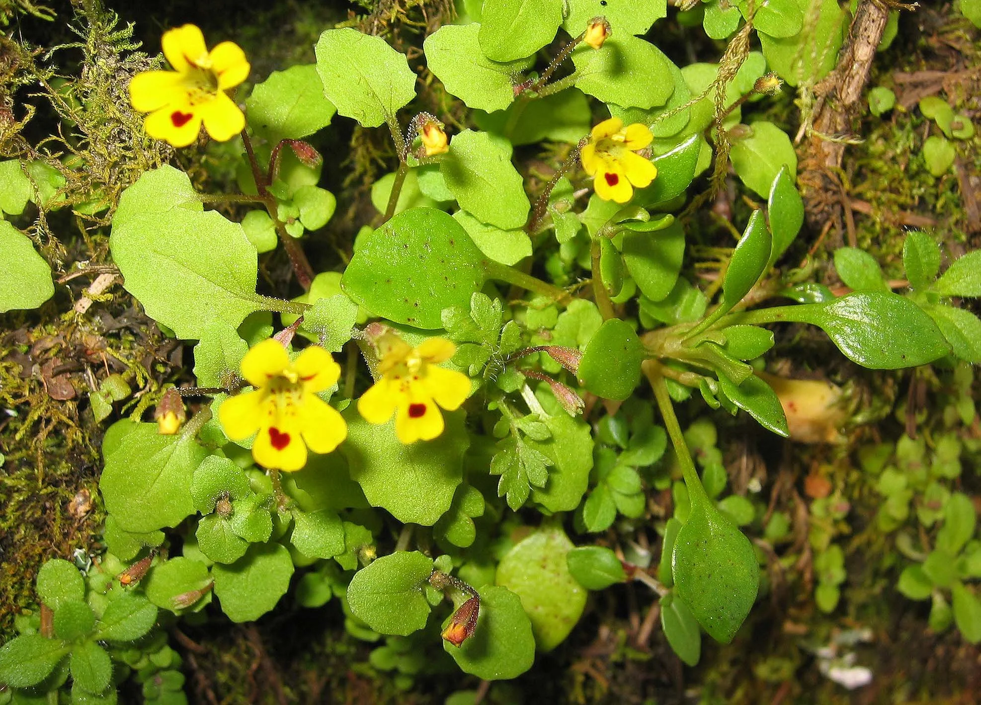OREGON - SILVER FALLS SP - VIOLA SPECIES.jpg