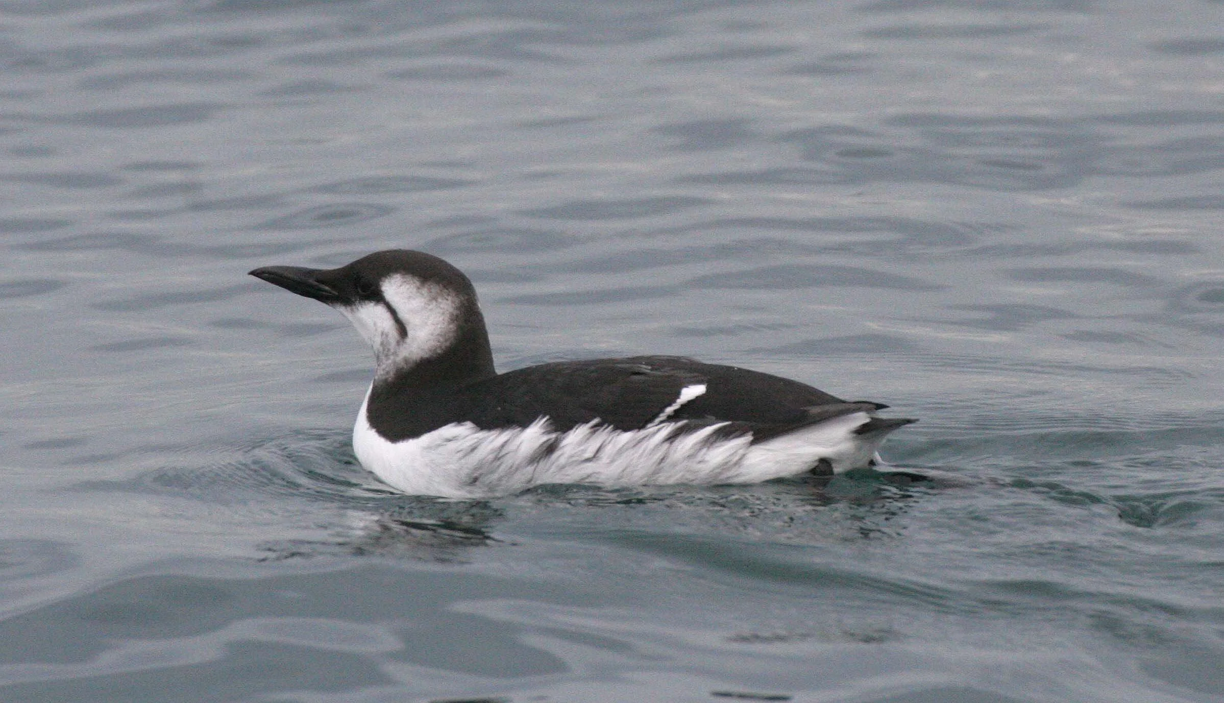 Uria aalge - COMMON MURRE - STRAIT OF JUAN DE FUCA WA (6).jpg