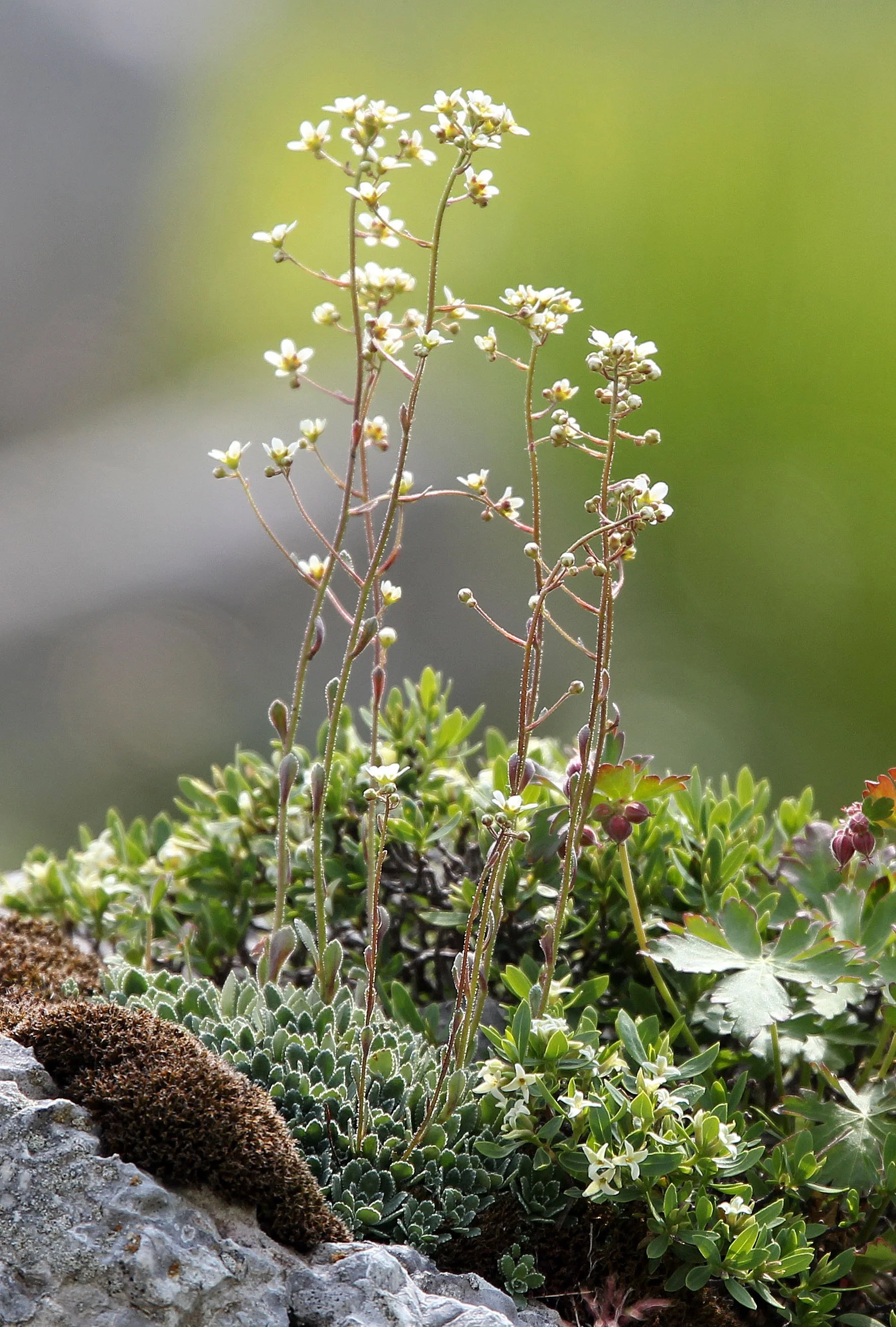 ABRUZZO NATIONAL PARK ITALY (127).JPG