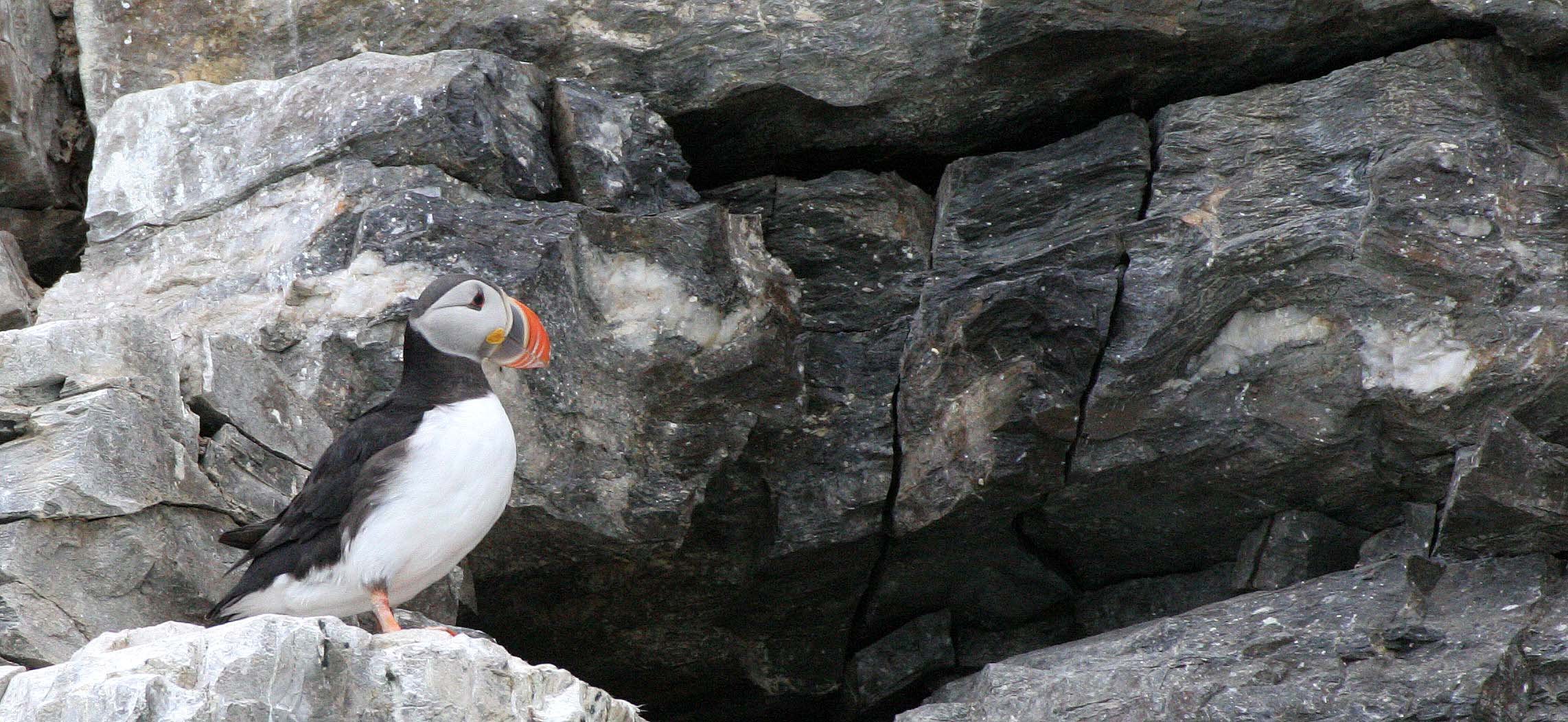 Fratercula arctica - ATLANTIC PUFFIN - SVALBARD (66).jpg