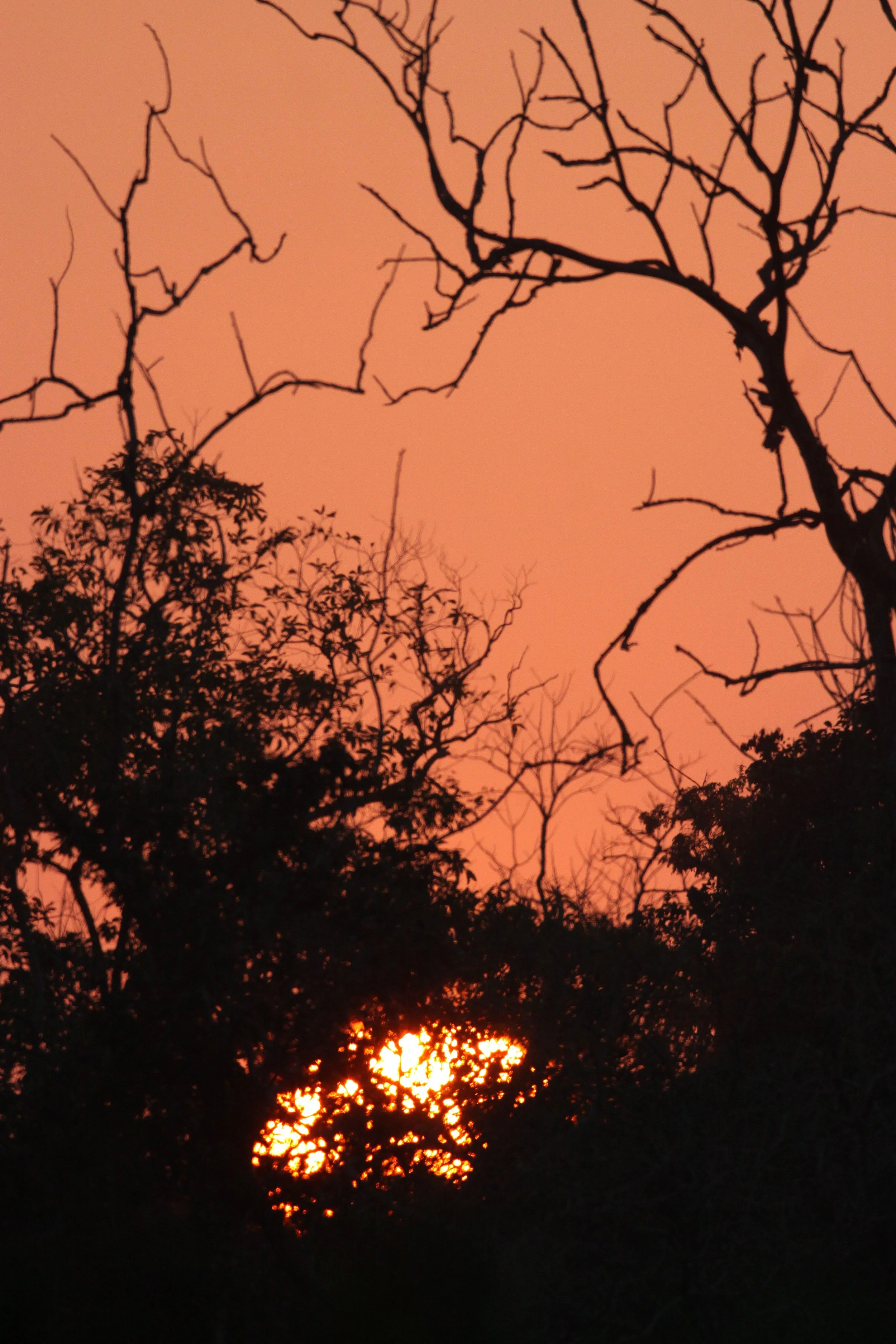 ASSAM - KAZIRANGA NATIONAL PARK ASSAM INDIA - HONEYCOMBS (17).JPG