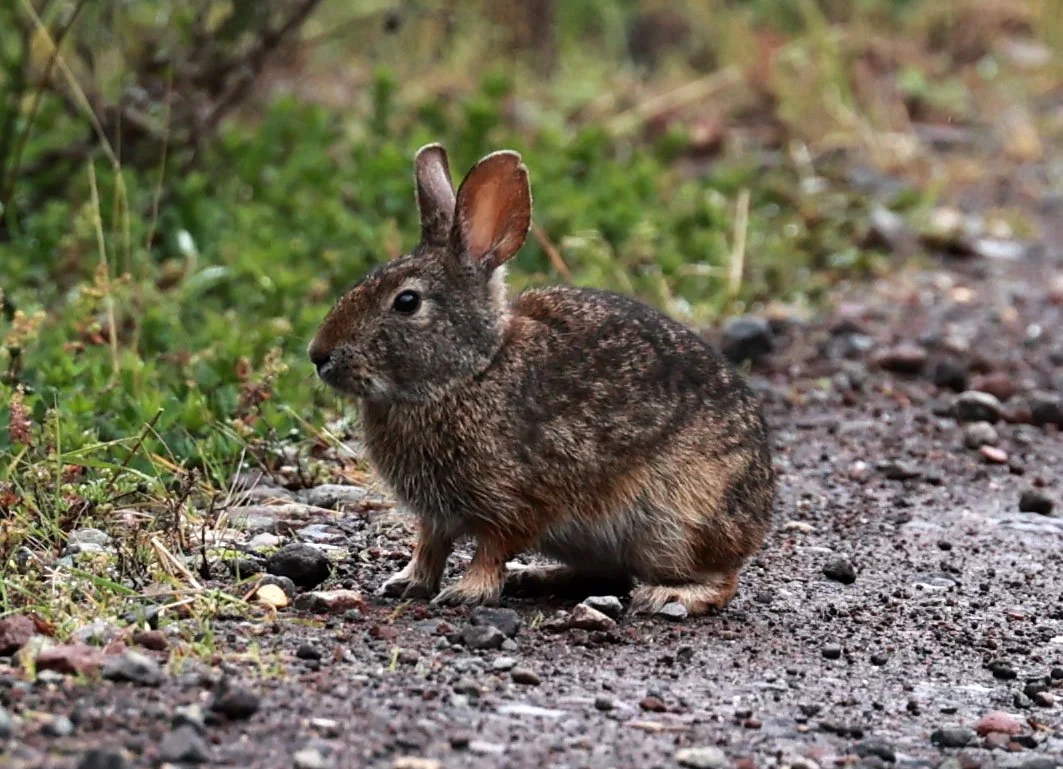 Genus Sylvilagus - Common & Andean Tapeti — Coke Smith Wildlife