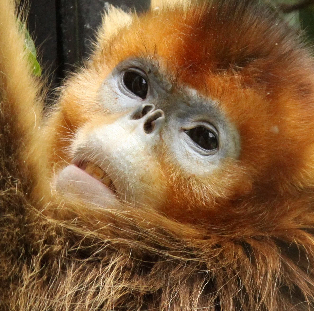 CERCOPITHECIDAE - Rhinopithecus roxellana roxellana - MOUPIN GOLDEN SNUB-NOSED MONKEY - SHANGHAI ZOO (2).JPG