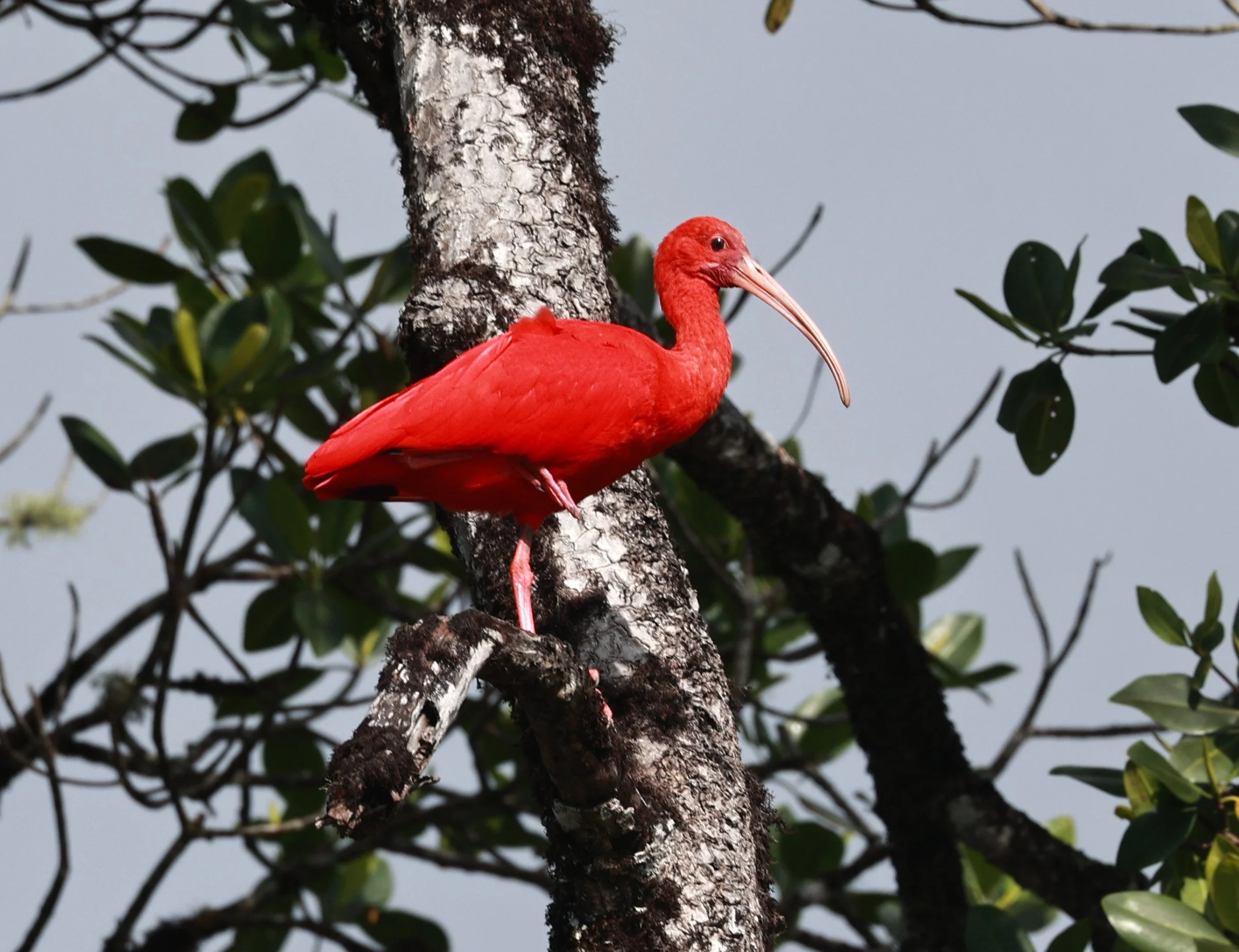 Scarlet Ibis (Eudocimus ruber) Superagüi National Park, Brazil 