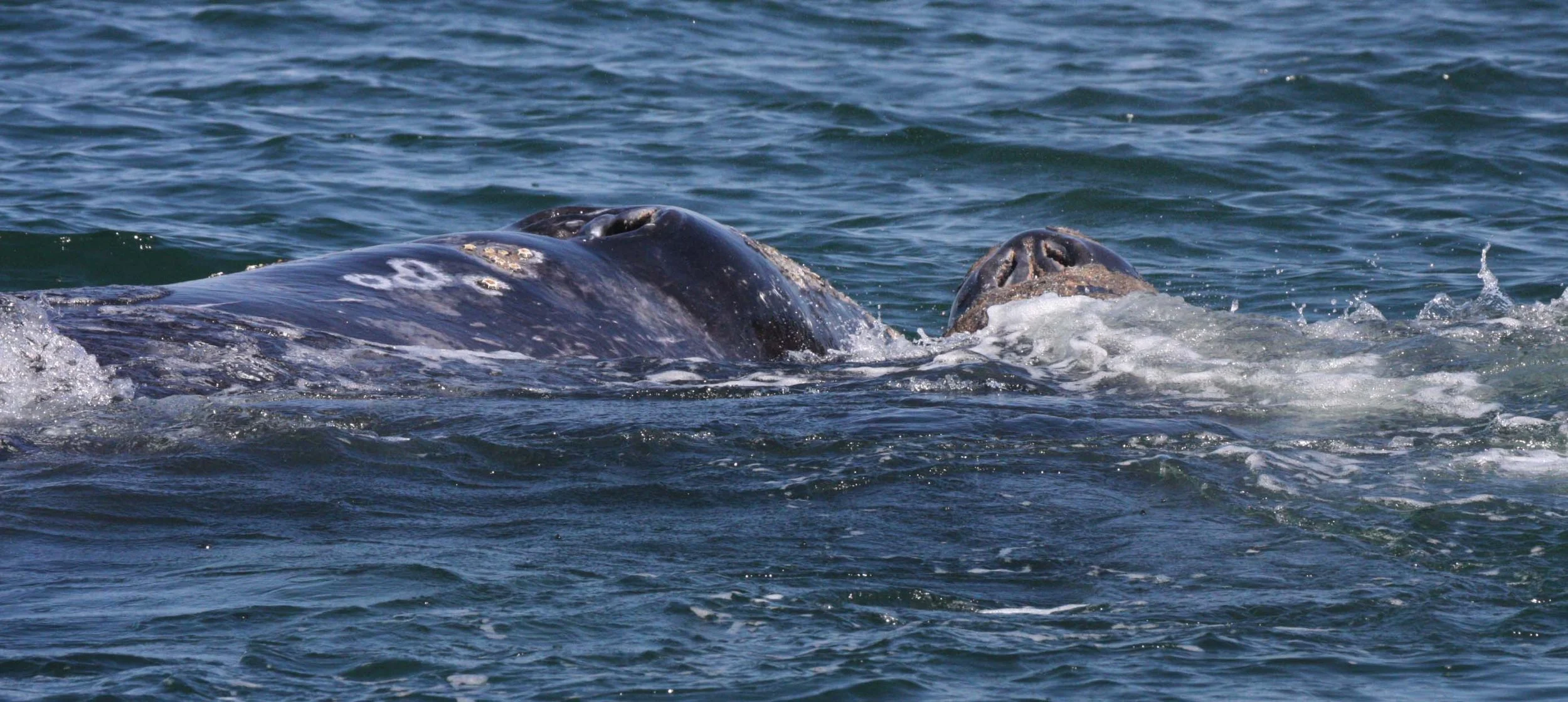Eschrichtius robustus - GRAY WHALE - SAN IGNACIO LAGOON BAJA MEXICO (146).JPG