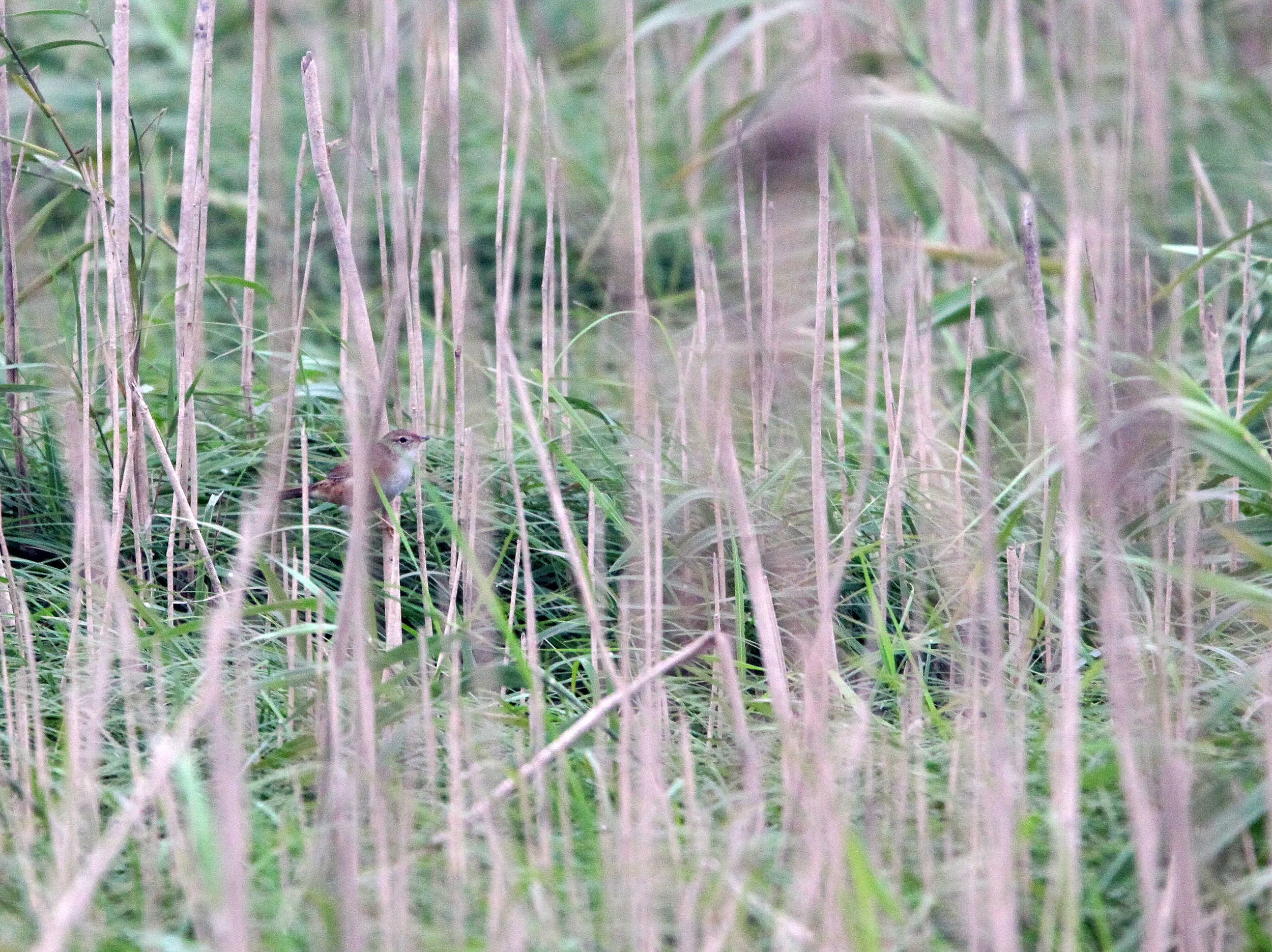 BIRD - WARBLER -  JAPANESE SWAMP WARBLER ALS0 MARSH GRASSBIRD - MEGALURUS PRYERI - NANJI HILL RESERVE POYANG LAKE, JIANGXI PROVINCE, CHINA (11).JPG