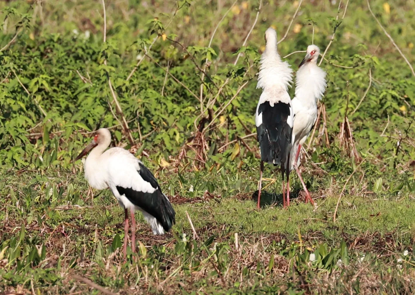 Stork - Maguari Stork - Ciconia maguari - Pantanal - Mato Grosso, Transpantaneira M-060 (18).jpg