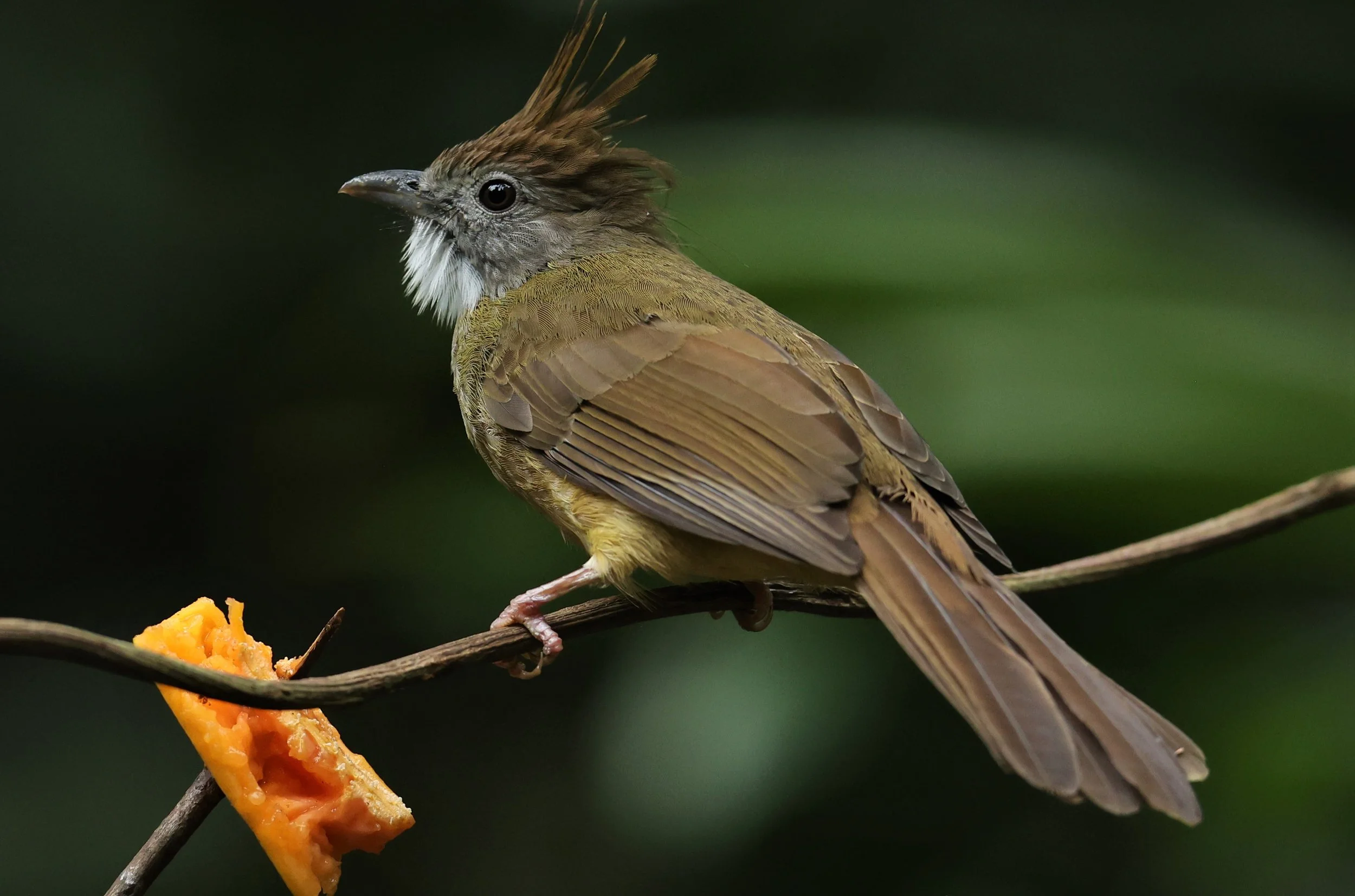 BULBUL - PUFF-THROATED BULBUL - Alophoixus pallidus - DOI INTHANON NP CHIANG MAI, DEC 2021 (1).JPG