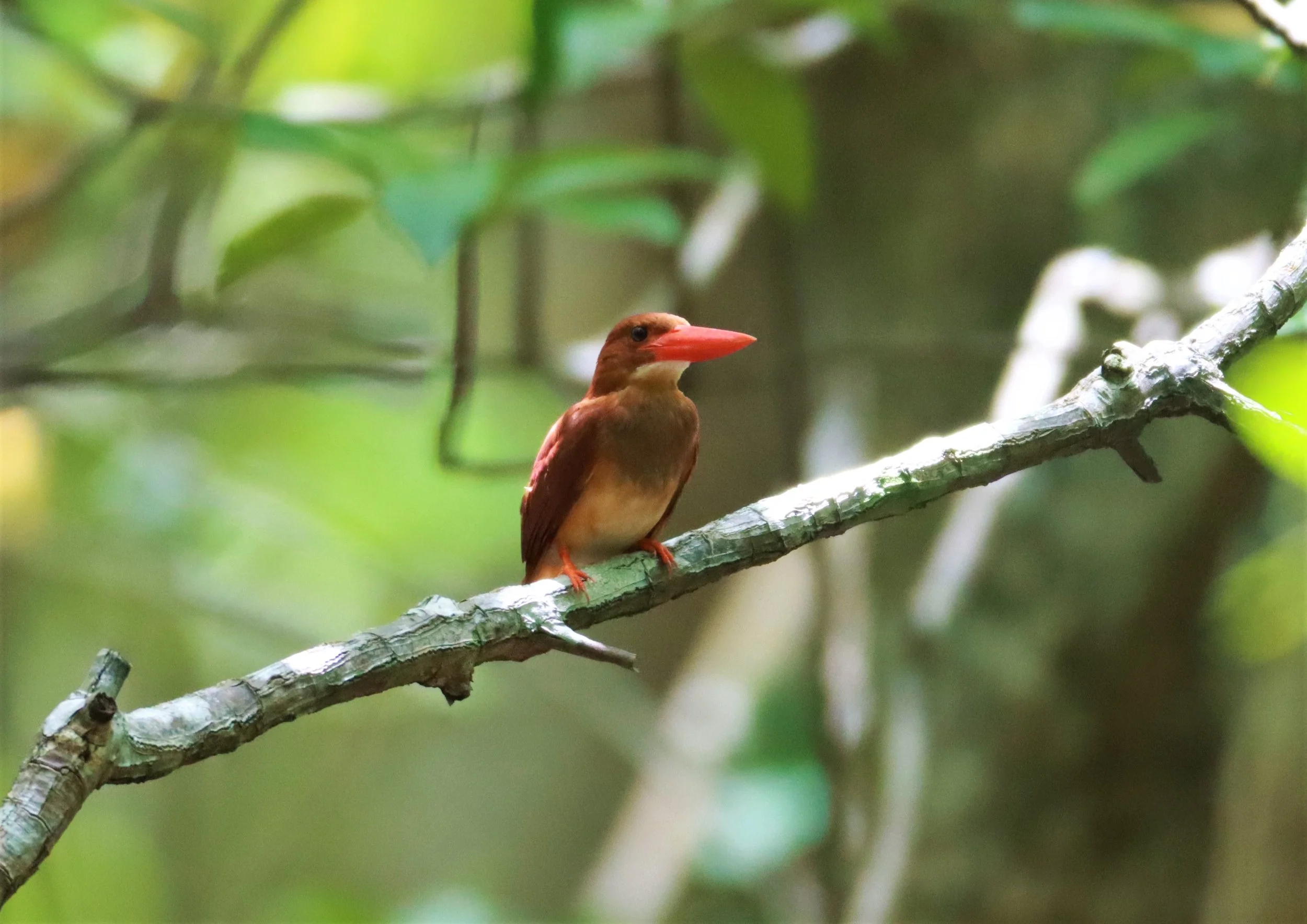 KINGFISHER - RUDDY KINGFISHER - Halcyon coromanda - AO PHANG NGA NATIONAL PARK AREA (60).jpg