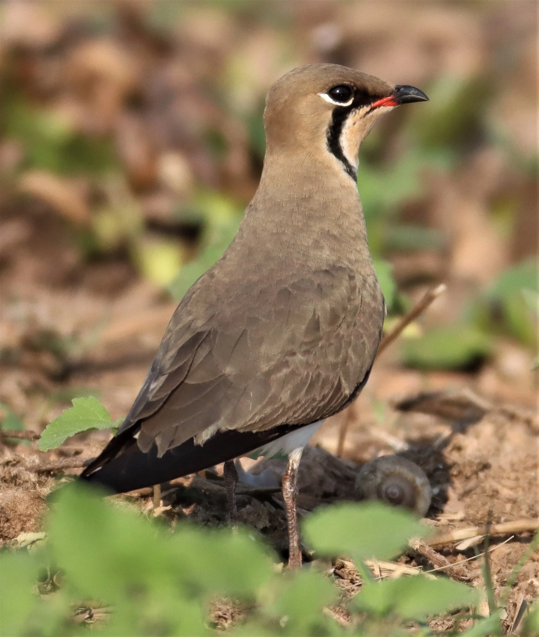 PRATINCOLE - ORIENTAL PRATINCOLE - Glaveola maldivarum -  LUMTAKONG LAKE PAK CHO (11).jpg