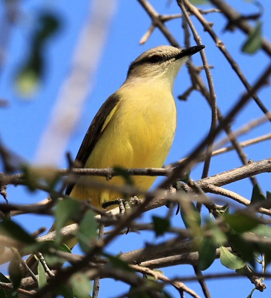 Cattle Tyrant (Machetornis rixosa) Agua Dulce Paraguay (3).jpg