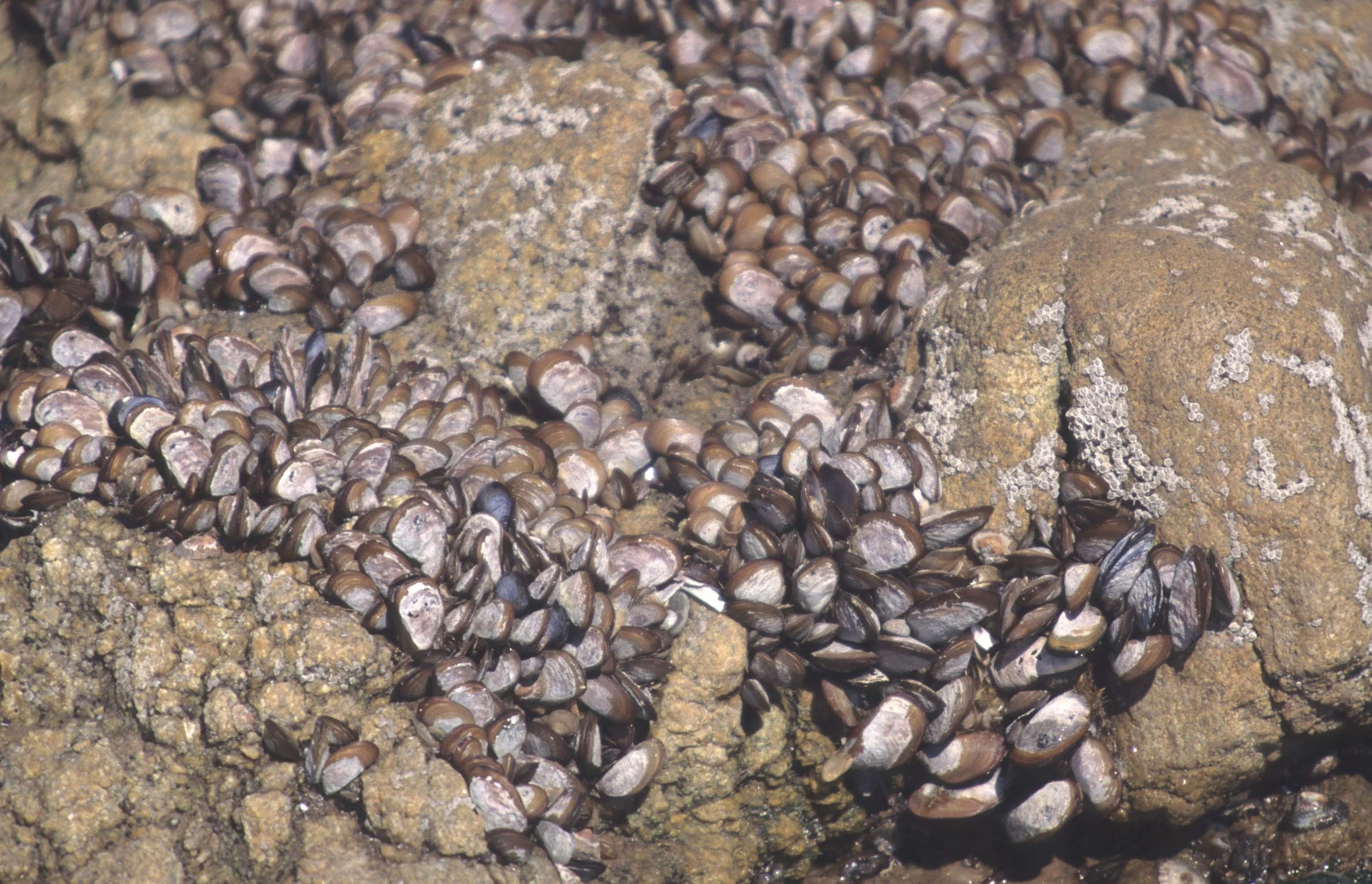 INVERTS - MOLLUSCA - BIVALVES - MUSSELS - NAMIBIA COAST.jpg