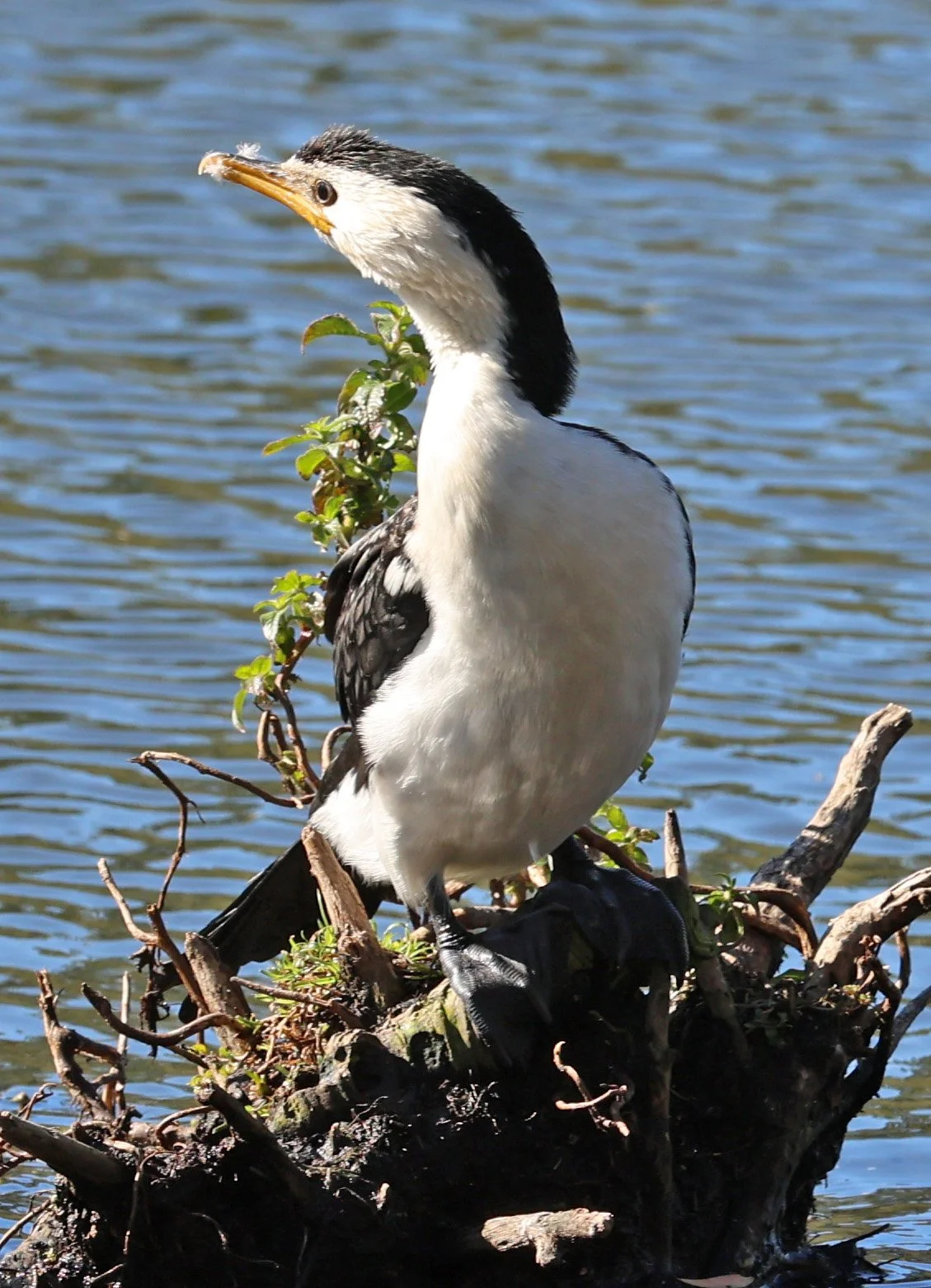 Australian Pied Cormorant (Phalacrocorax varius) Eden Lake North Brisbane - Queensland (6).jpg