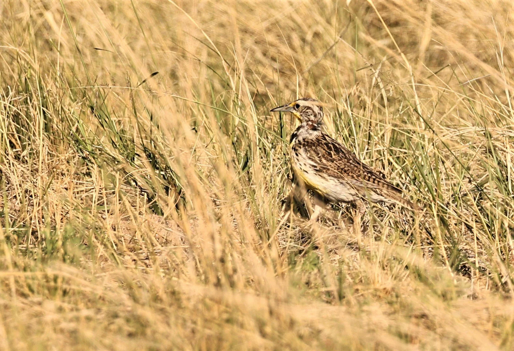 Western Meadowlark (Sturnella neglecta) Pawnee National Grasslands Colorado (2).jpg