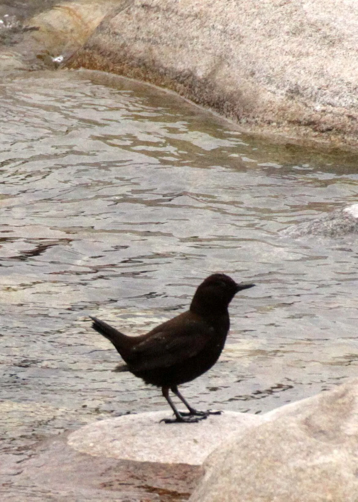 Brown dipper (Cinclus pallasii) Foping Nature Reserve Shaanxi China (2).JPG