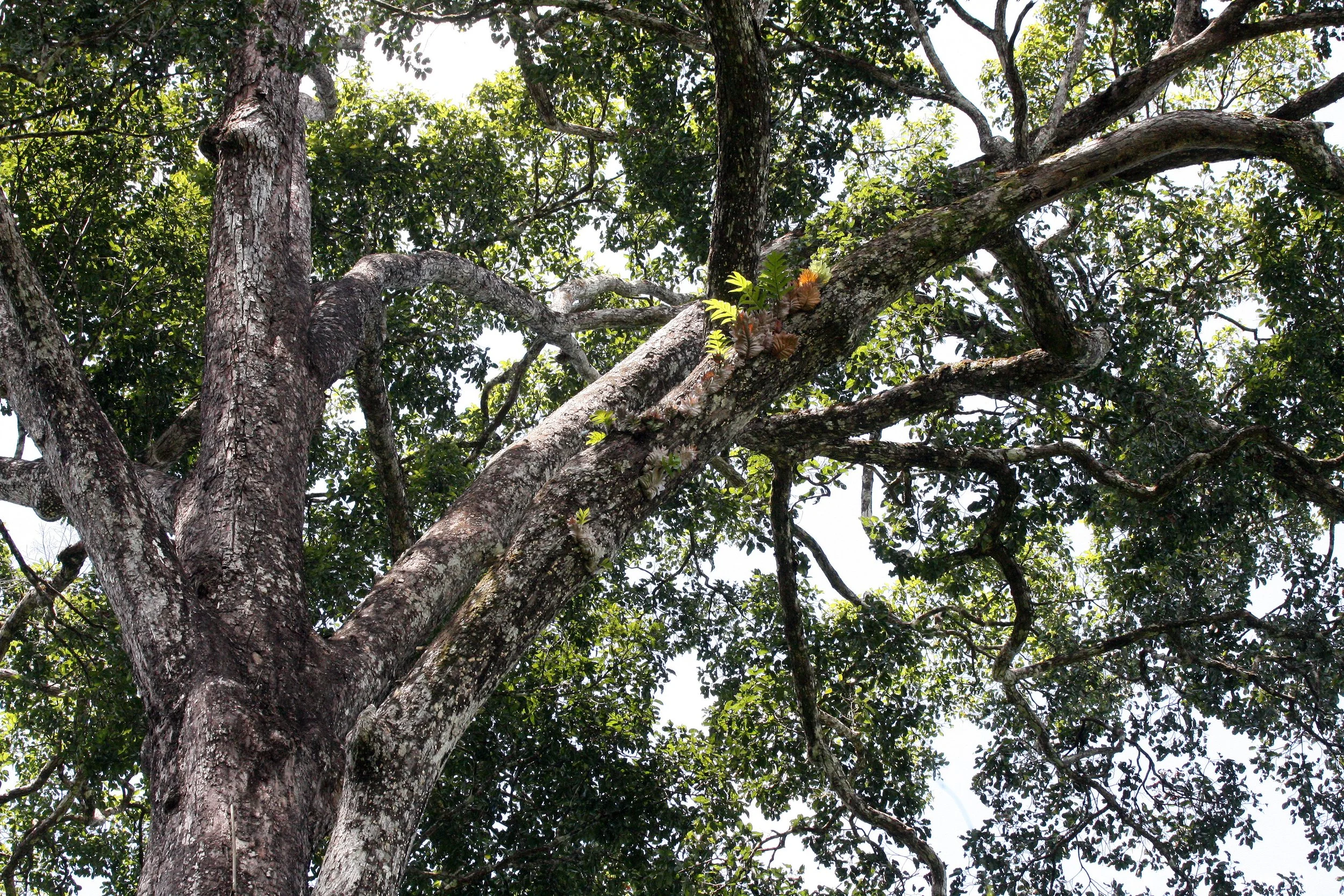 KRUNG CHIN NP THAILAND - TREE SPECIES A.JPG