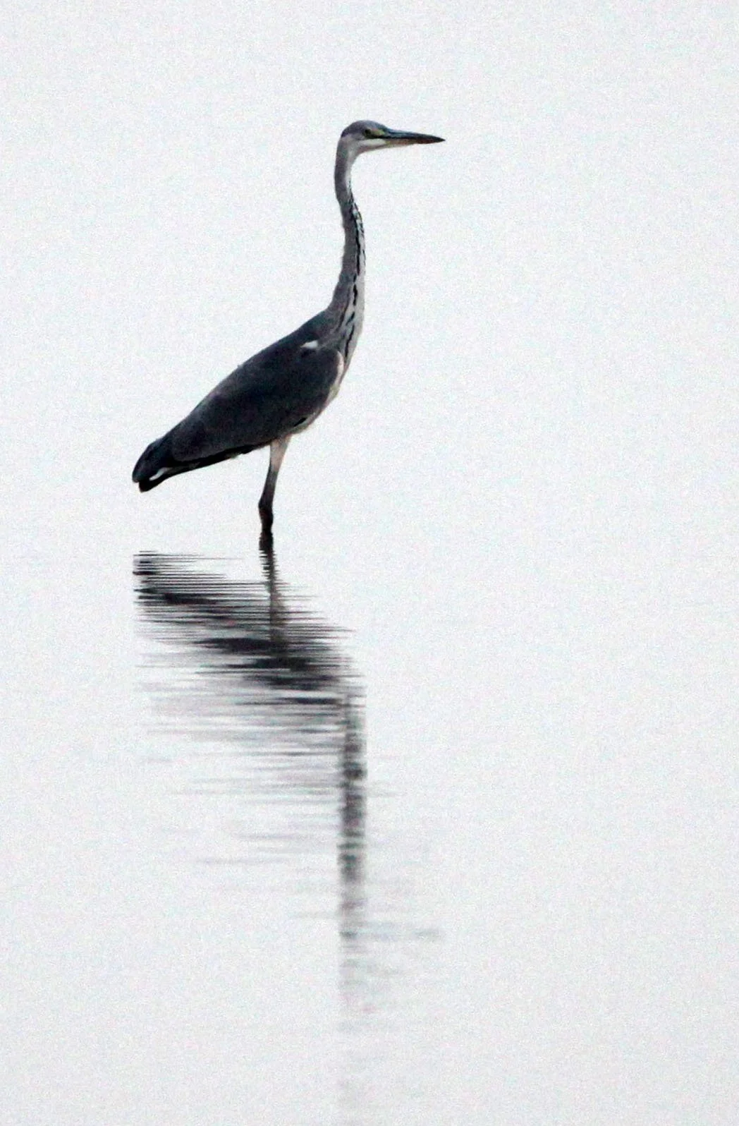 HERON - GREY HERON - Ardea cinerea - NANJI HILL RESERVE POYANG LAKE, JIANGXI PROVINCE, CHINA (13).jpg