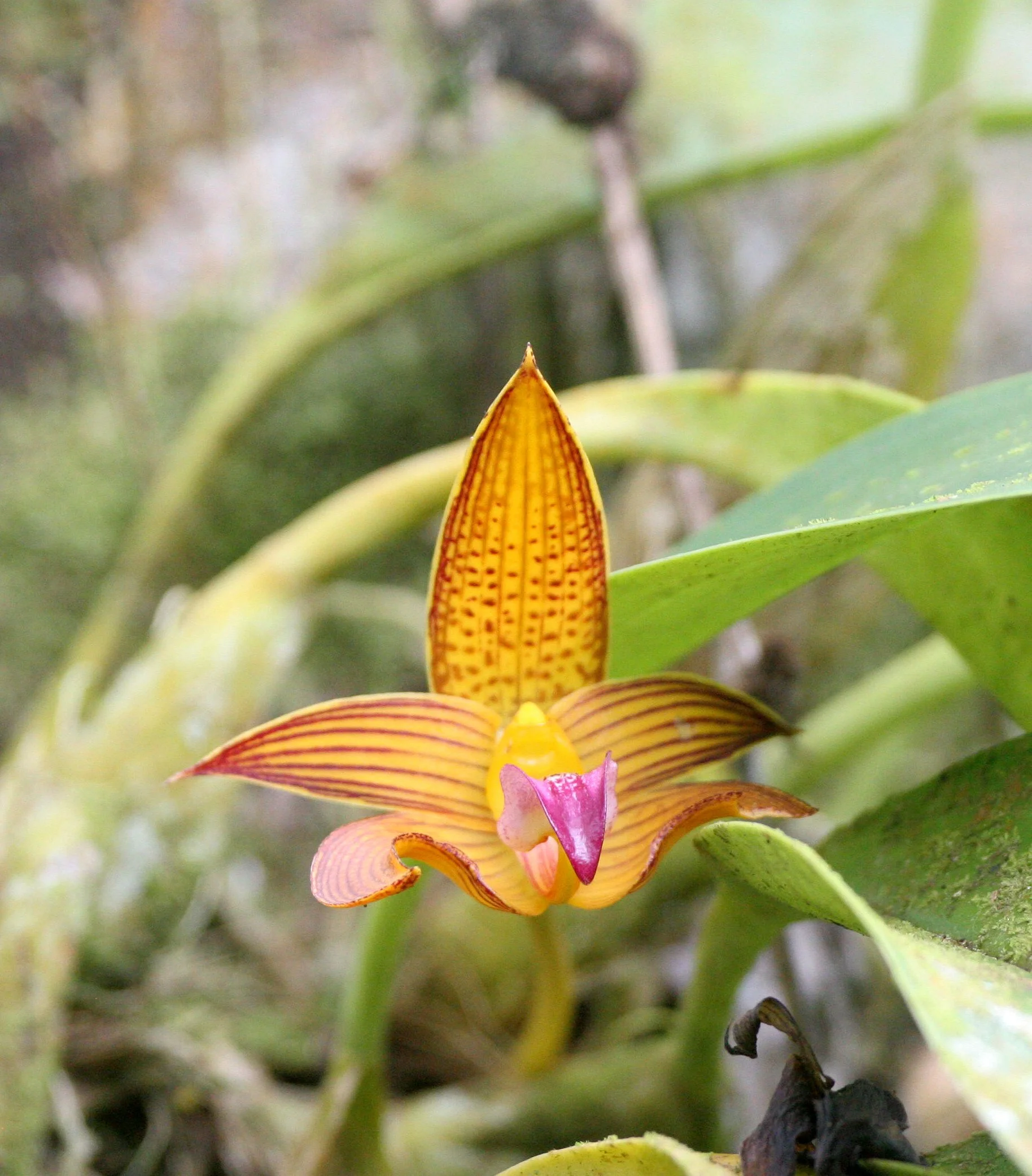 TABIN WILDLIFE RESERVE BORNEO - ORCHID SPECIES - BUBLOPHYLLUM SPECIES - TABIN WILDLIFE RESERVE BORNEO (3).JPG