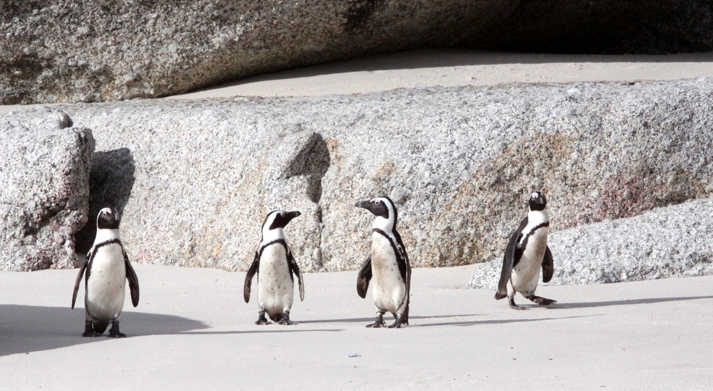 Jackass or African Penguin (Spheniscus demersus) Simon's Town Rookery, Table Mountain NP South Africa (31).JPG