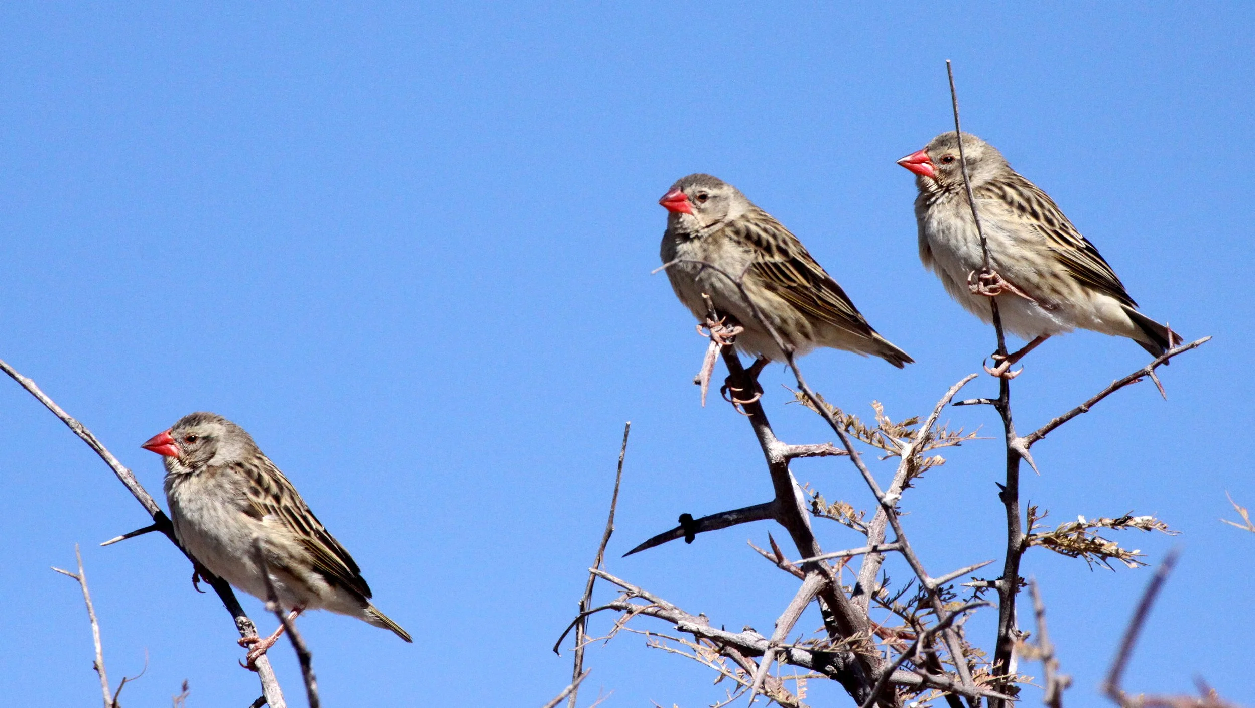 Red-billed Quelea (Quelea quelea) Etosha NP Namibia (17).JPG