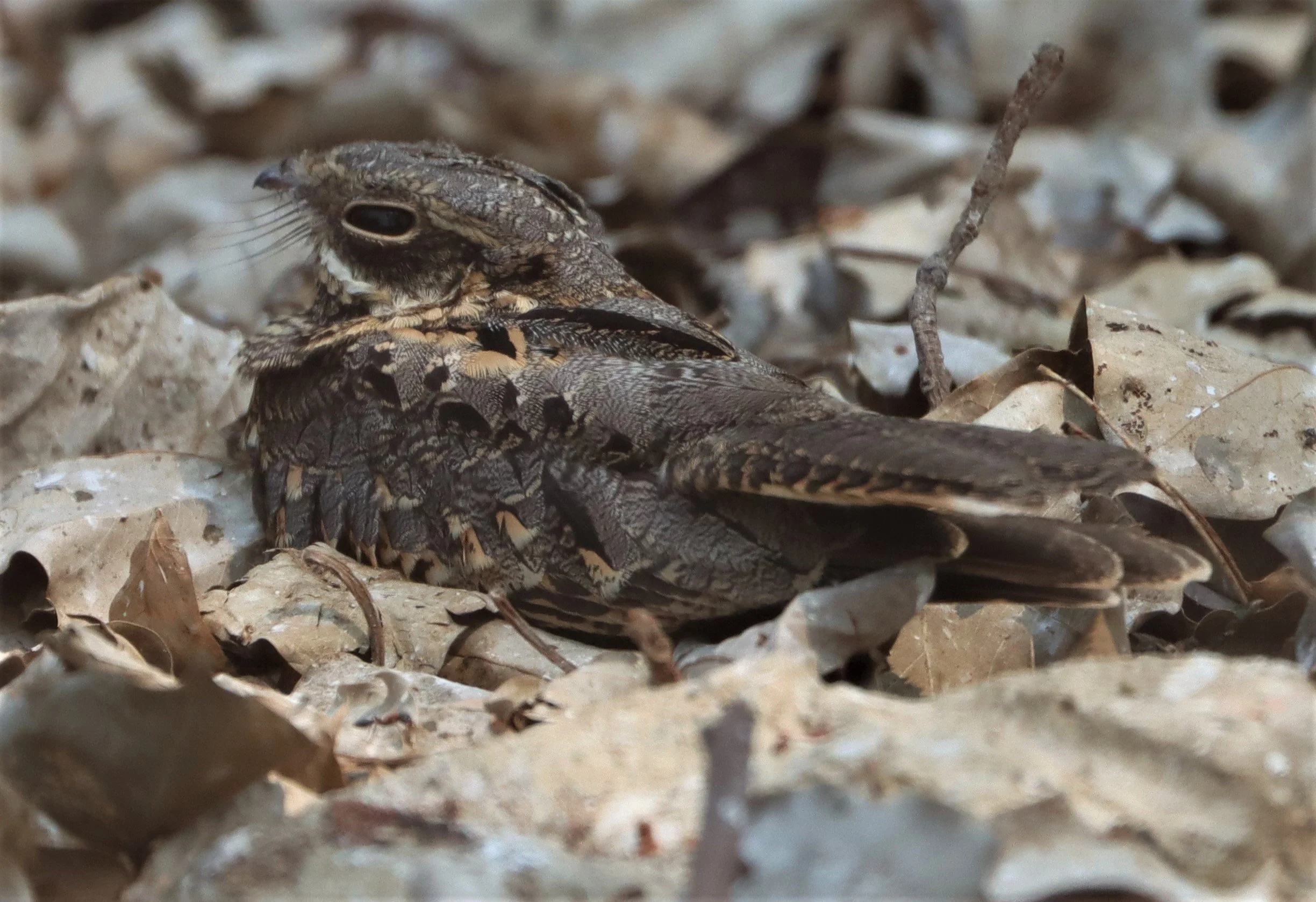 NIGHTJAR - INDIAN NIGHTJAR - Caprimulgus asiaticus - BANG KHAEM WETLANDS NAKHON PATHOM MAR 13 (7).jpg