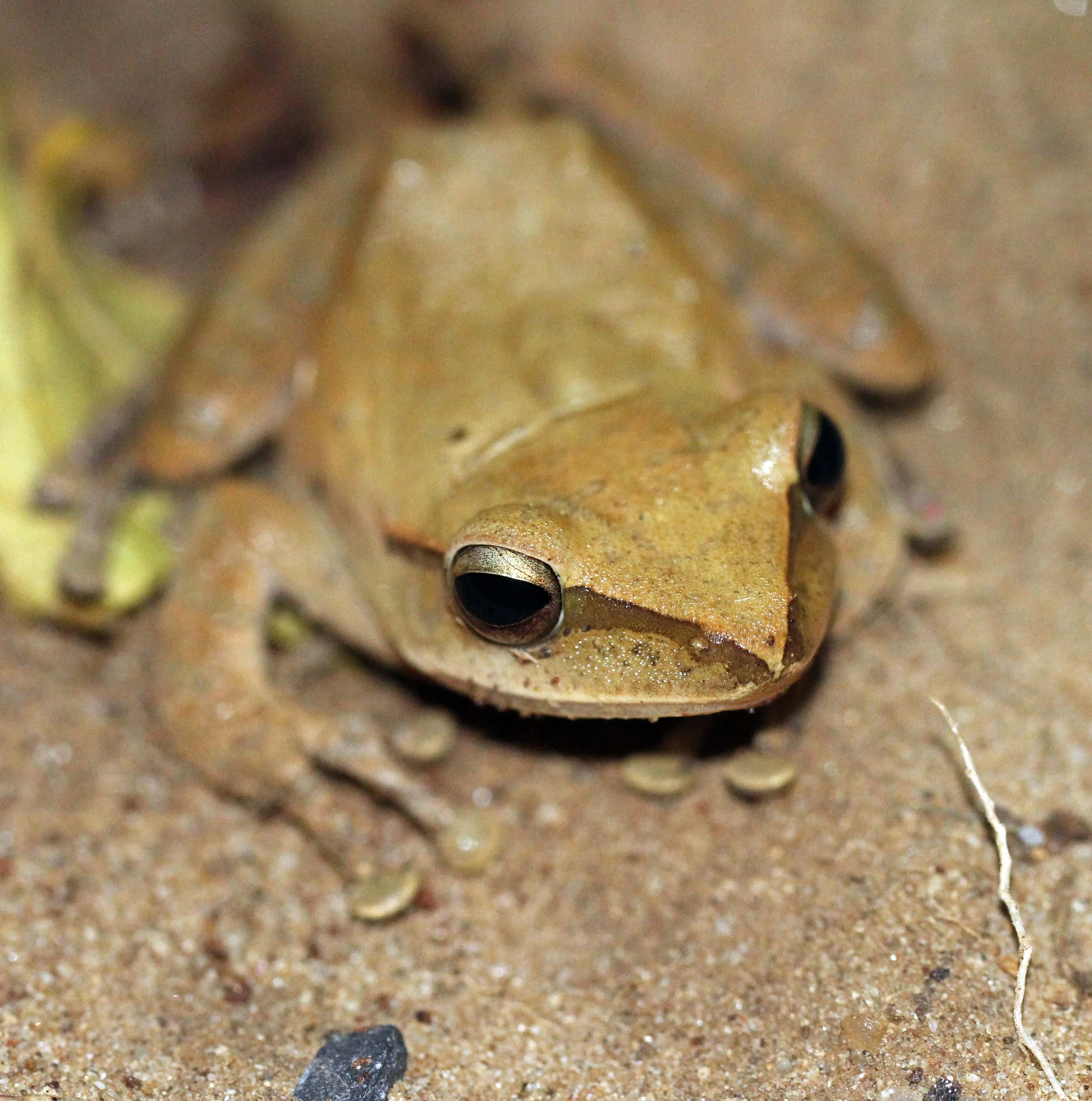 2013 - BANGKOK - NOVEMBER 2013 - MARCH 2014 (203).JPG