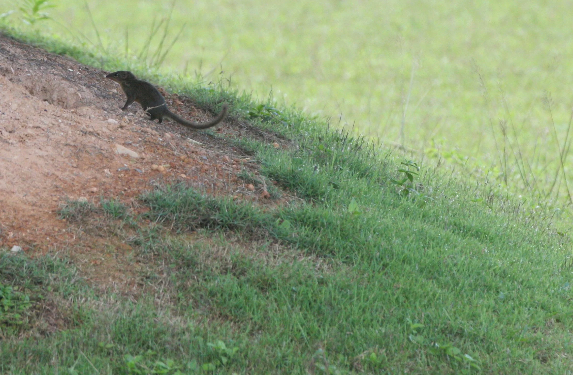Tupaia belangeri - NORTHERN TREESHREW - KHAO YAI NATIONAL PARK THAILAND  (17).JPG