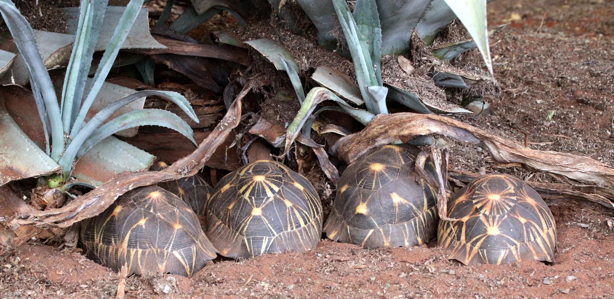 Astrochelys radiata - MADAGASCAR BOX TORTOISE - TESTUDO RADIATA  - ANDOHAHELA NATIONAL PARK MADAGASCAR (7).JPG