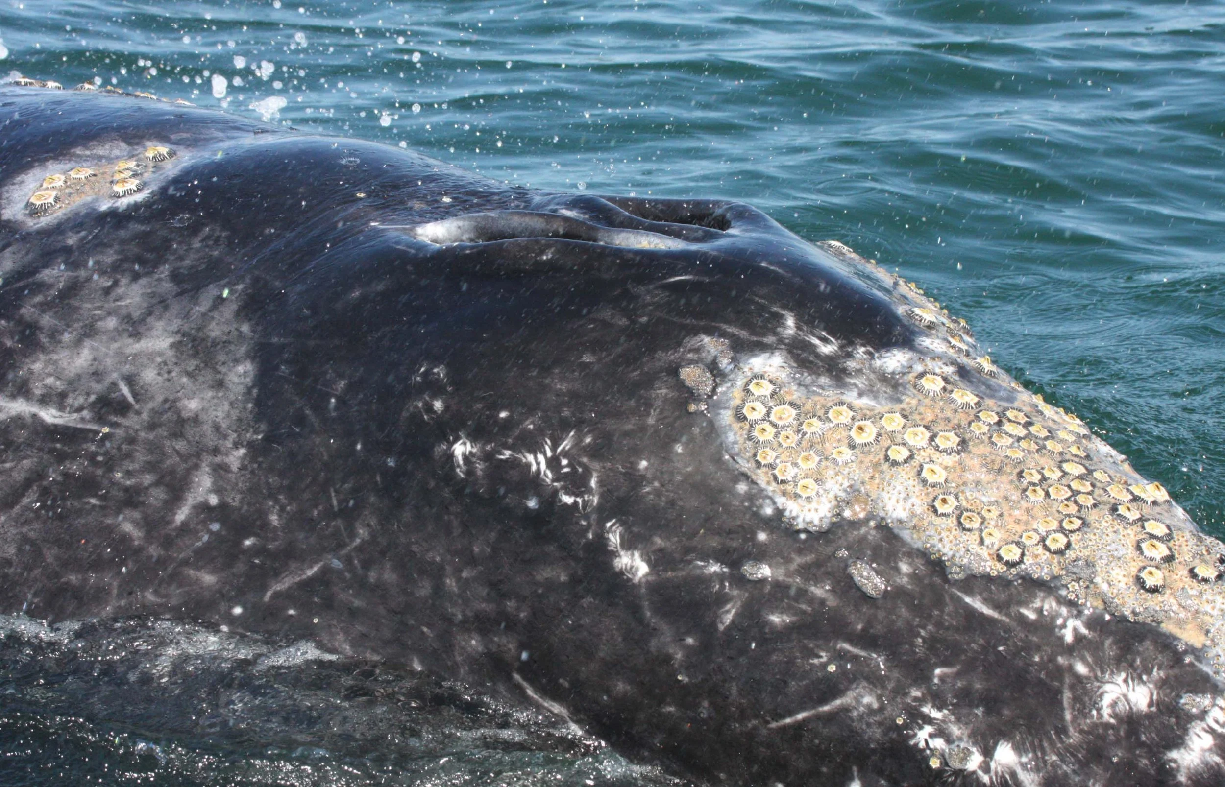 Eschrichtius robustus - GRAY WHALE - SAN IGNACIO LAGOON BAJA MEXICO (158).JPG