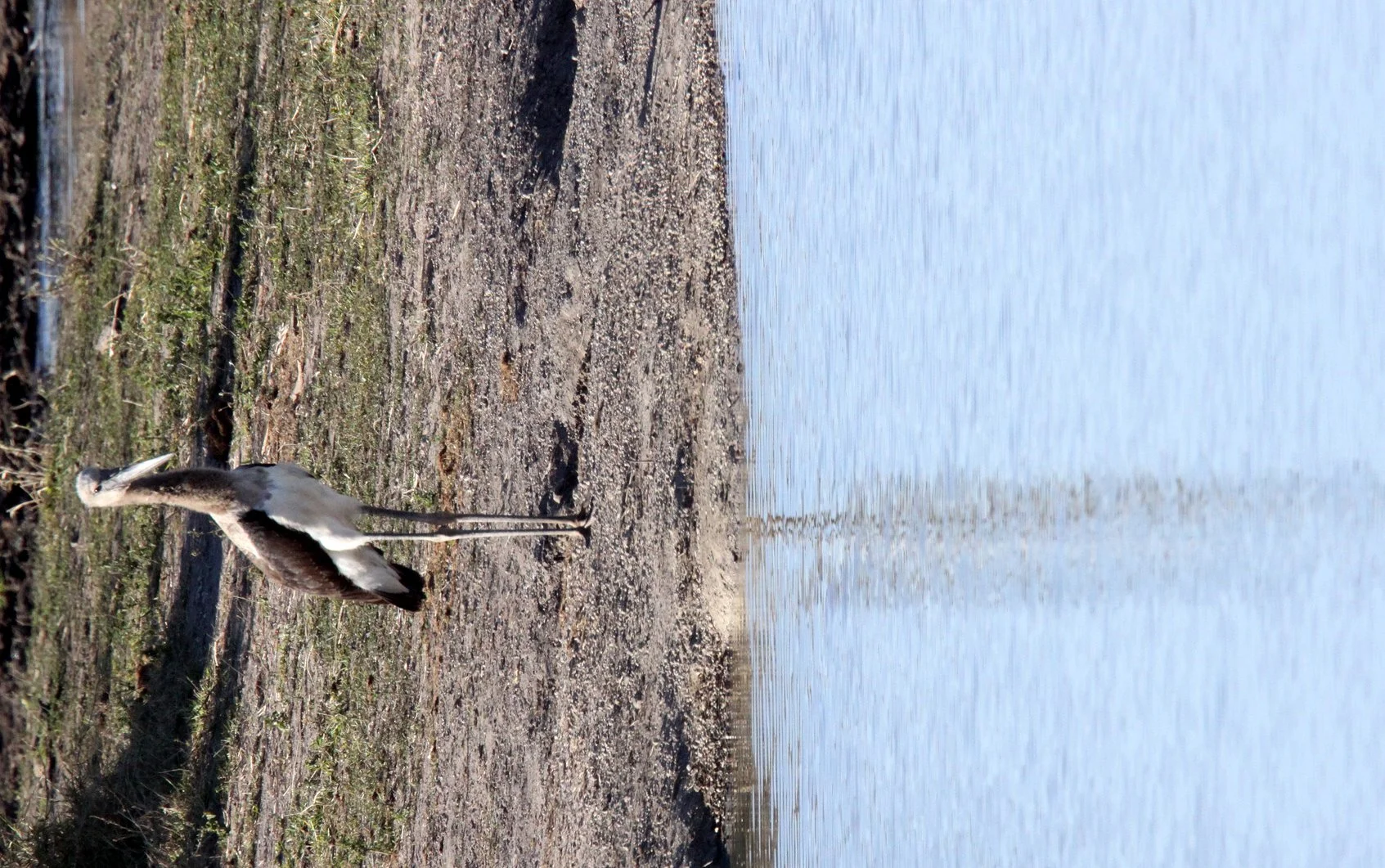 STORK - AFRICAN WOOLLY-NECKED STORK - Ciconia microscelis - KRUGER NATIONAL PARK SOUTH AFRICA.JPG