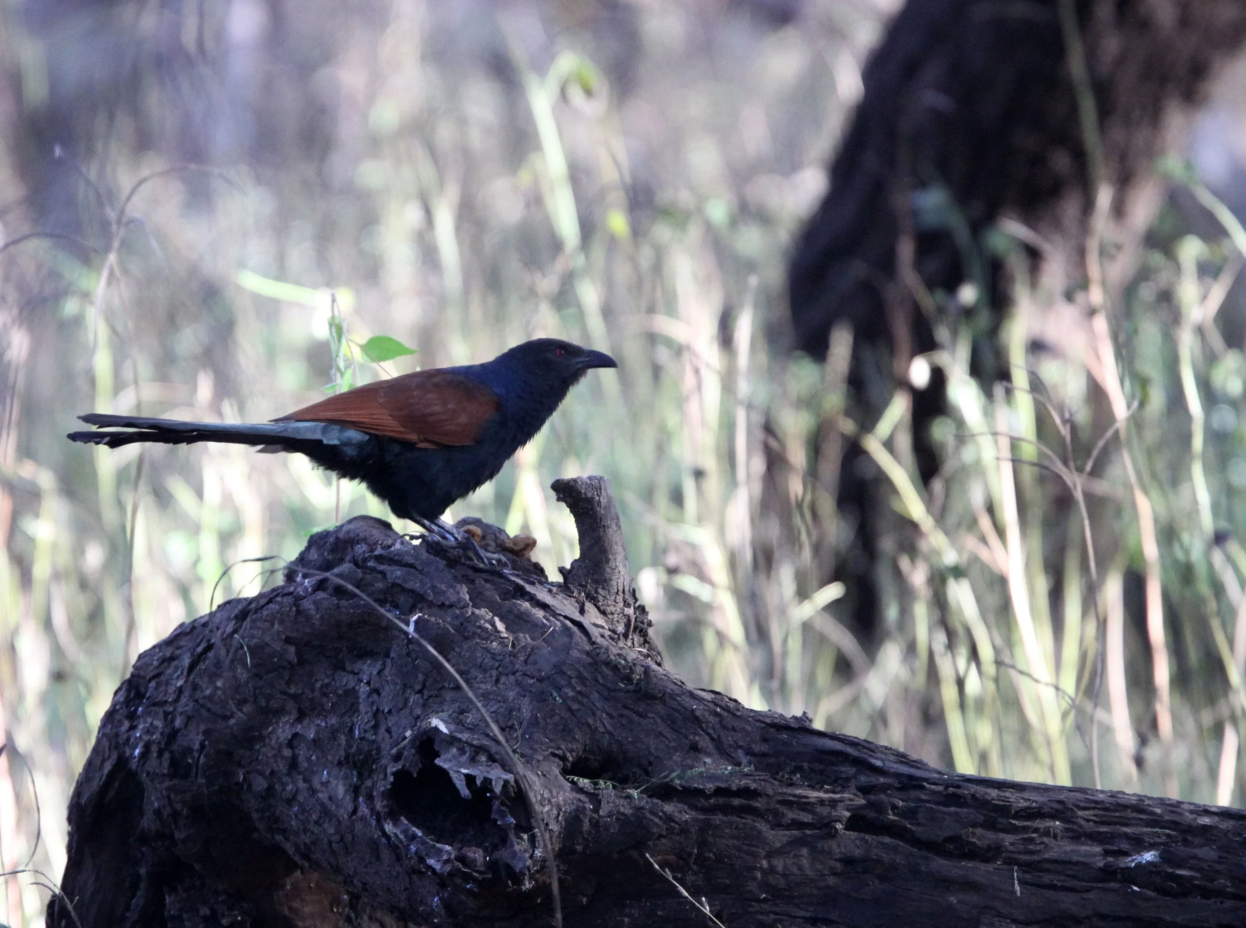 Greater Coucal (Centropus sinensis) Sasan Gir Forest Gujarat India (2).JPG